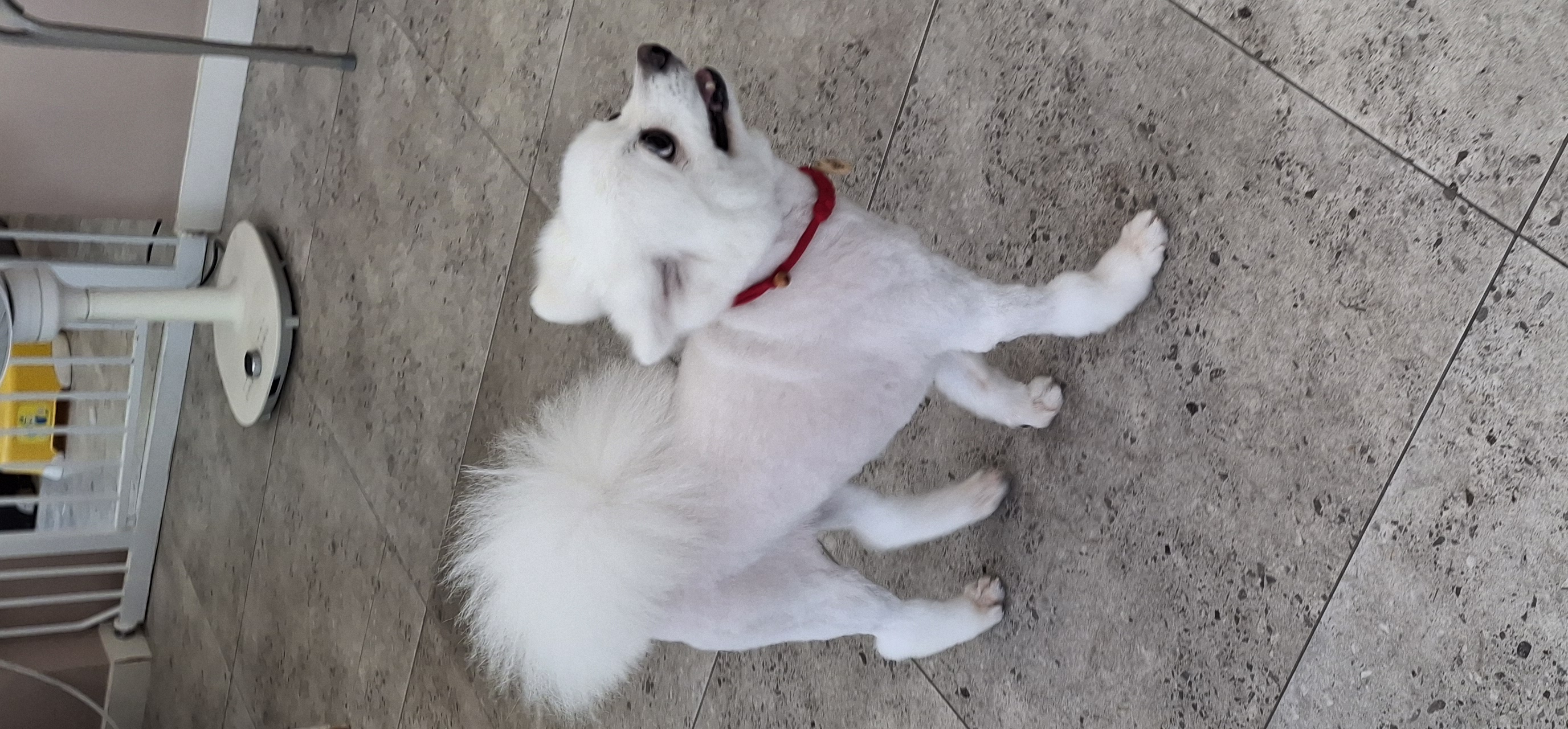 뽀해(해피) 입양기