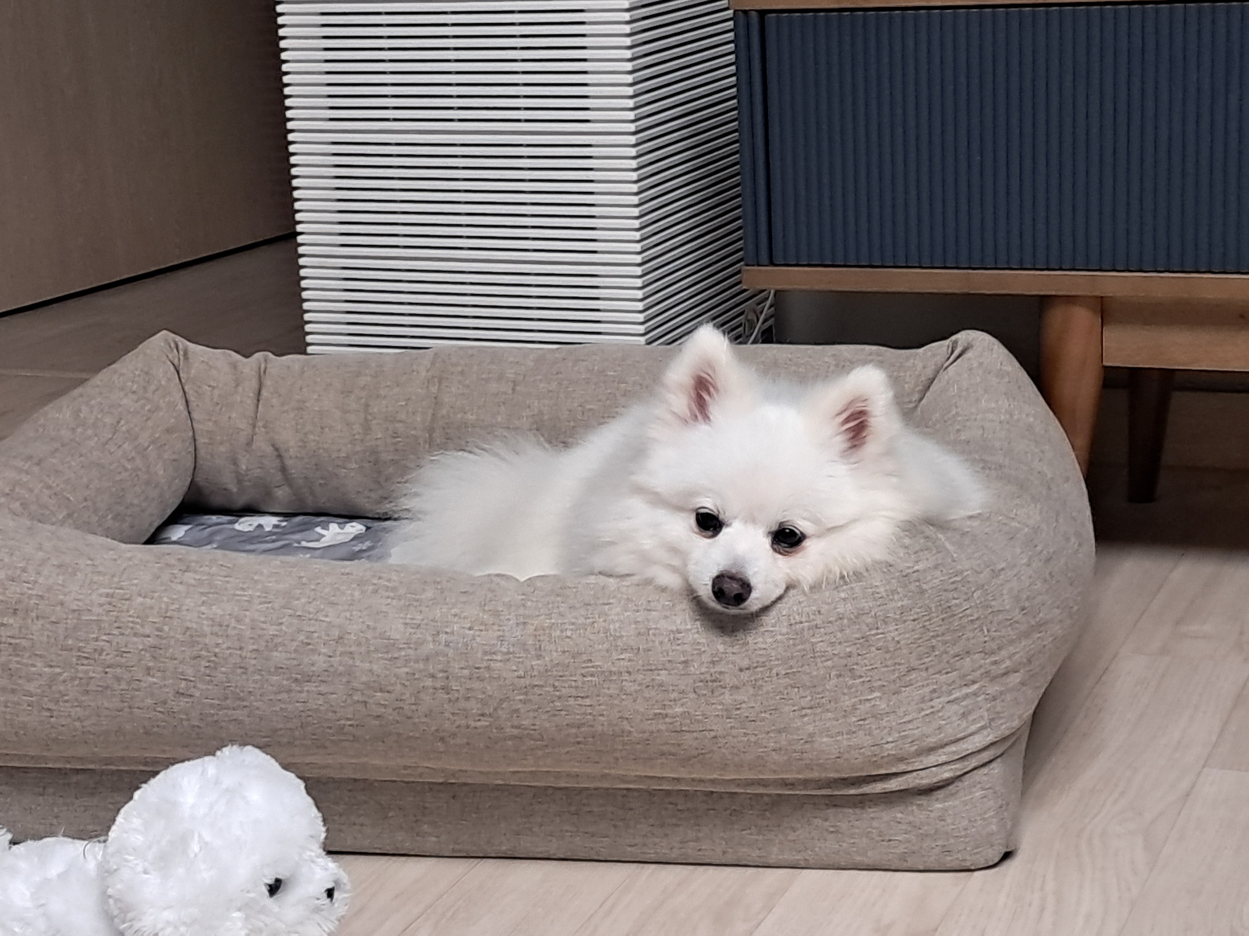 뽀해(해피) 입양기