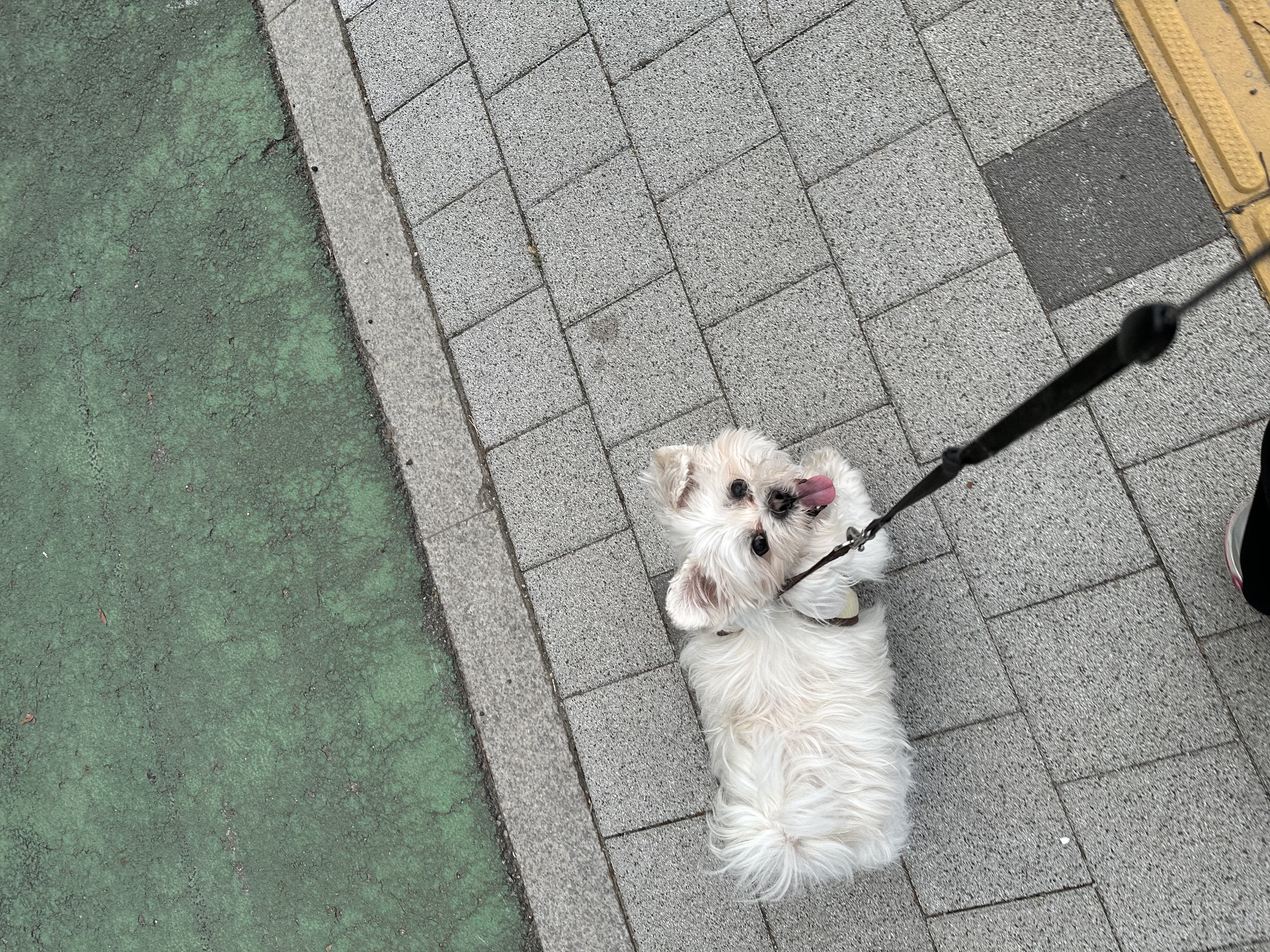 청아/뿡이 입양 만 5년 되었습니다 ^0^