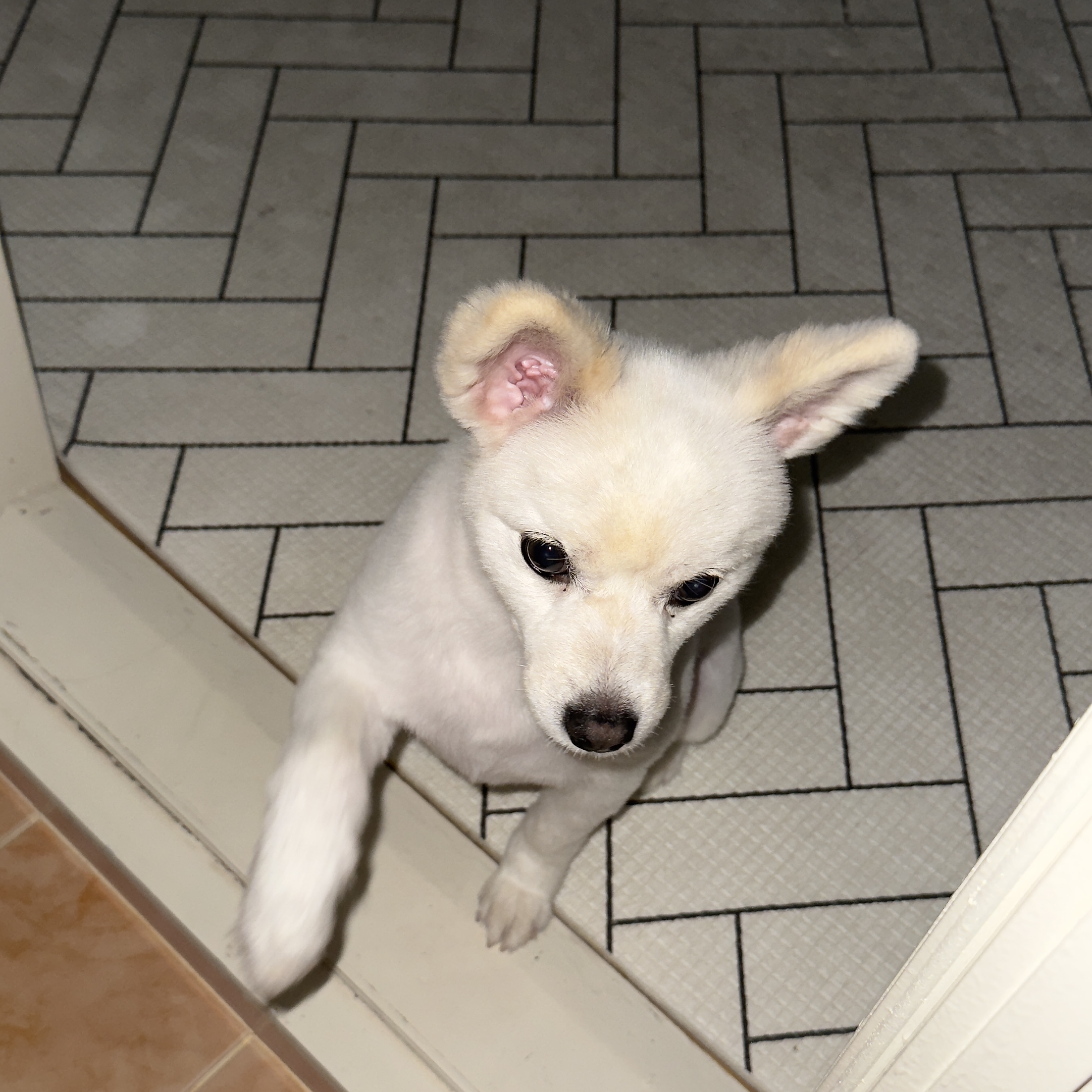 (구)머피 (현)가루 이제 이 강아지는 제껍니다.