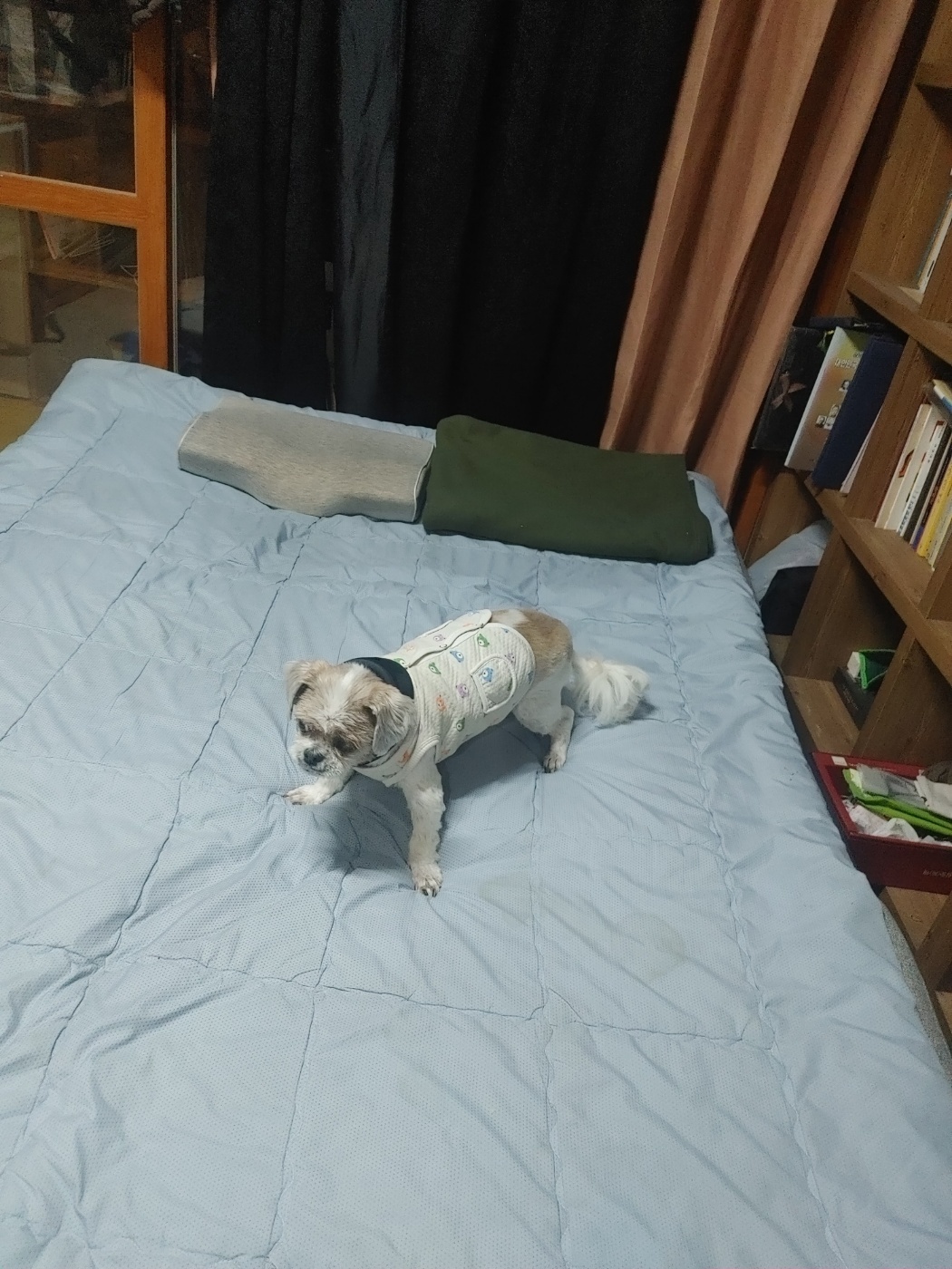 오리가 최근에 디스크 수술을 했고 무사히 회복 중이예요~