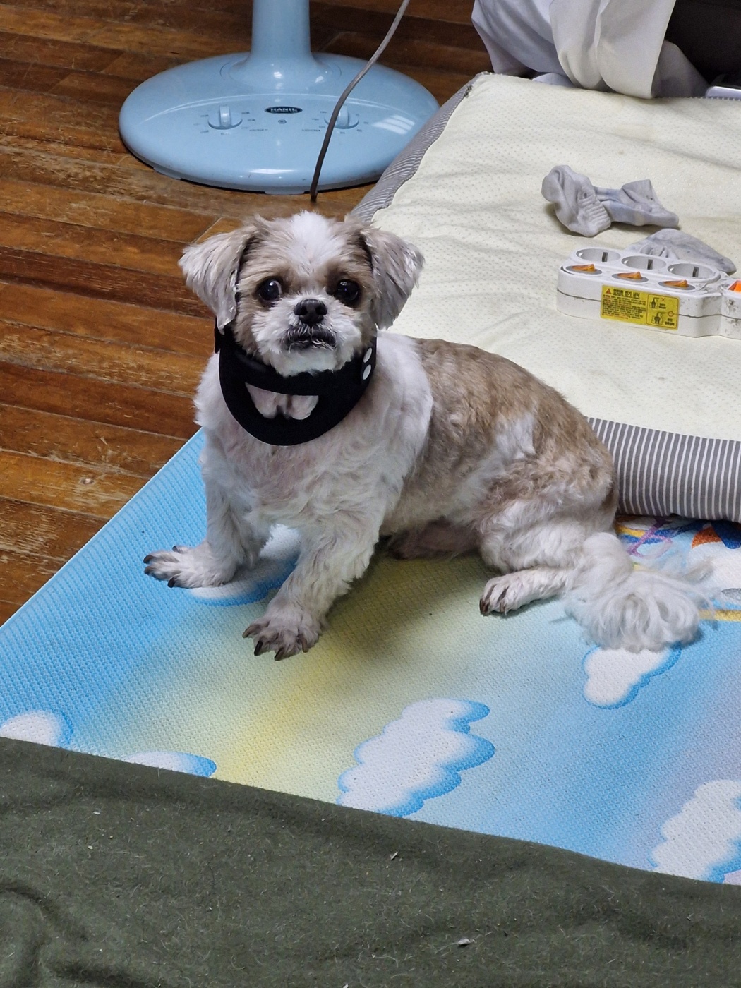 오리가 최근에 디스크 수술을 했고 무사히 회복 중이예요~