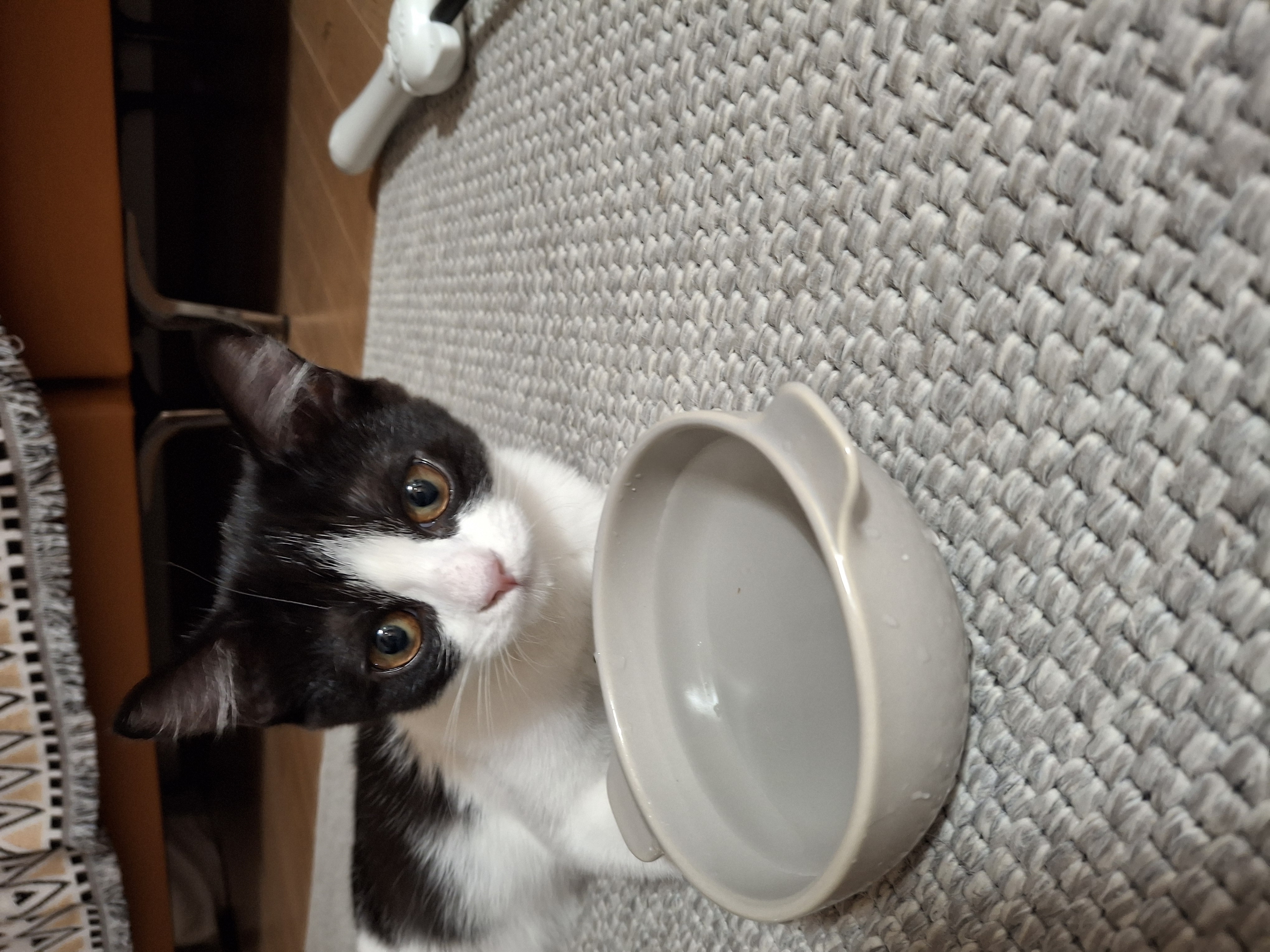 요다(초록이) 함께 한지 3개월 되었습니다.