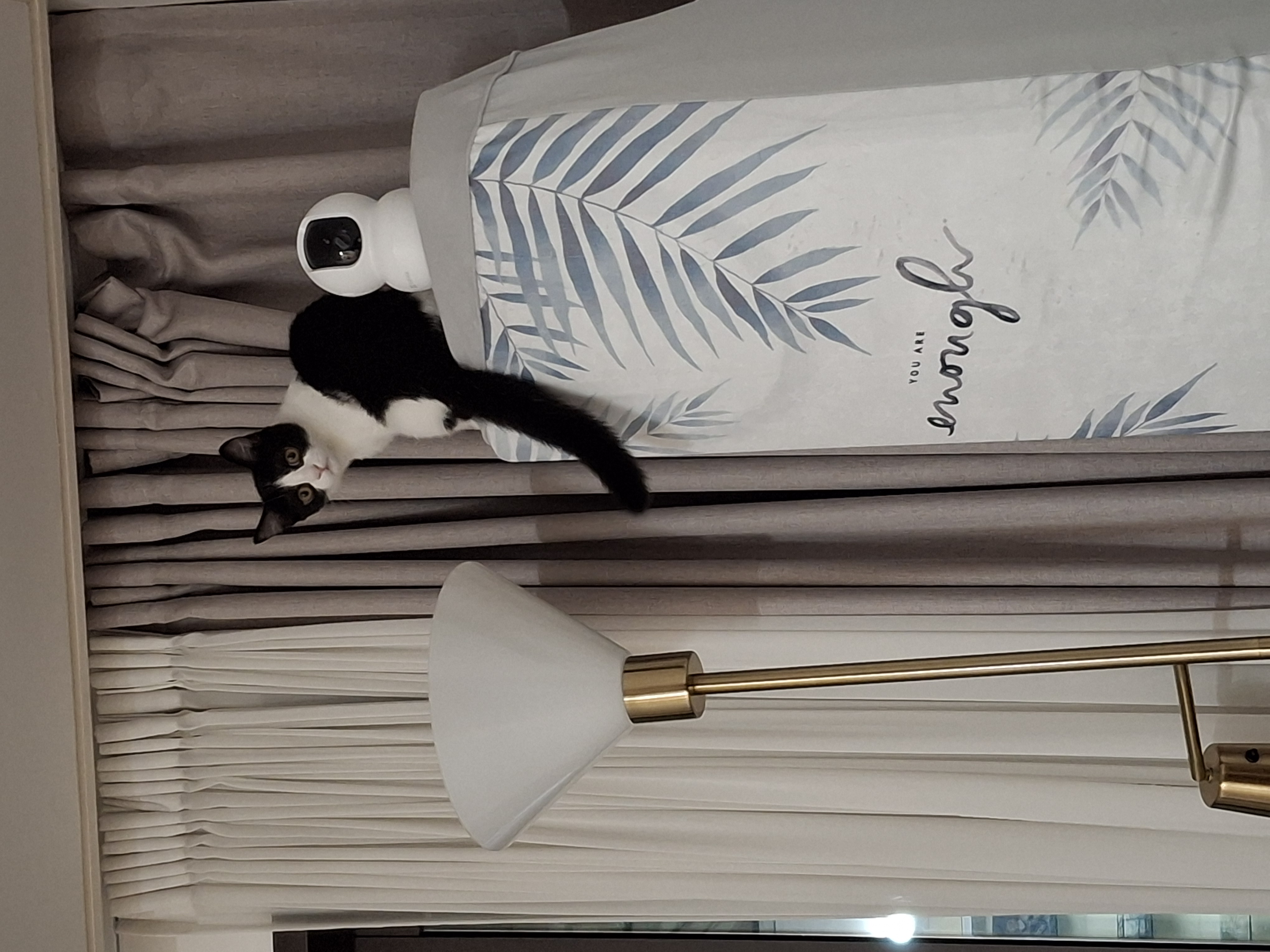 요다(초록이) 함께 한지 3개월 되었습니다.