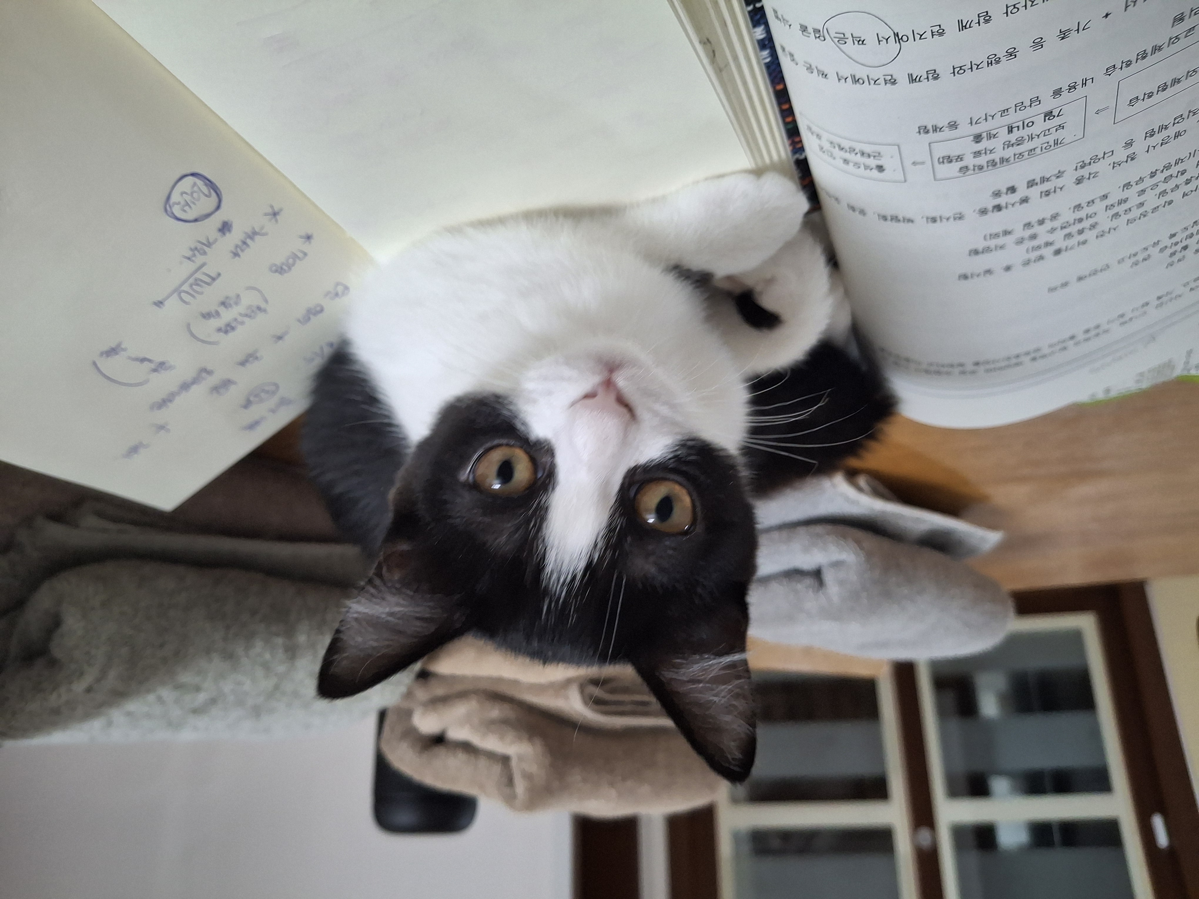 요다(초록이) 함께 한지 3개월 되었습니다.