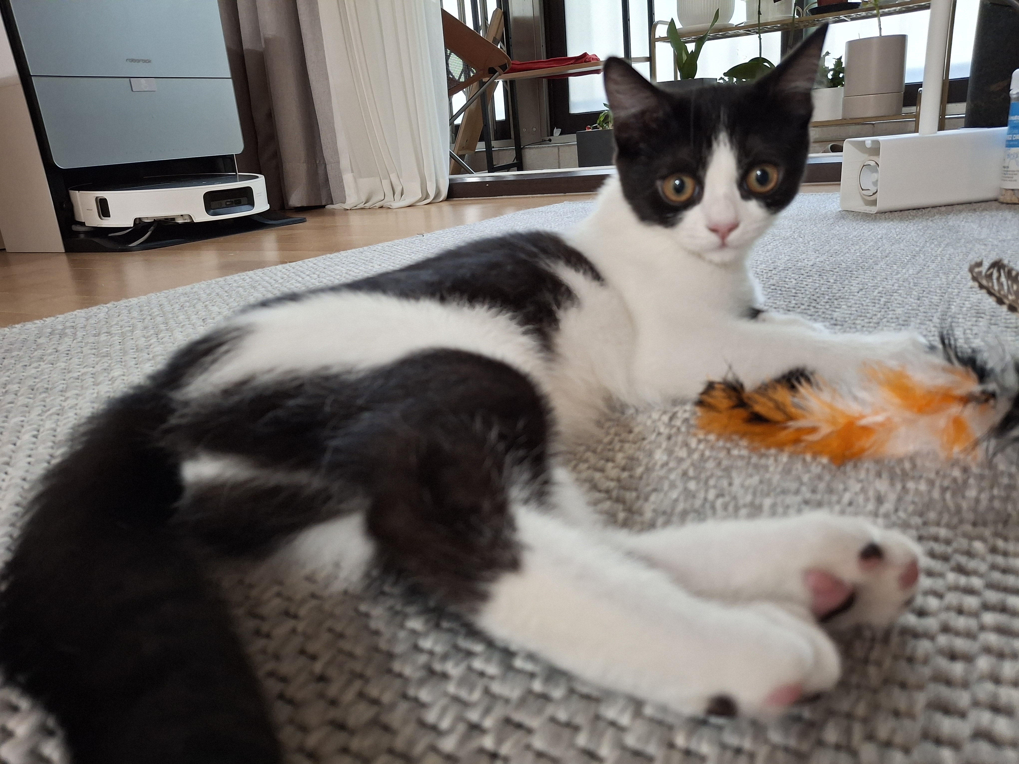 요다(초록이) 함께 한지 3개월 되었습니다.