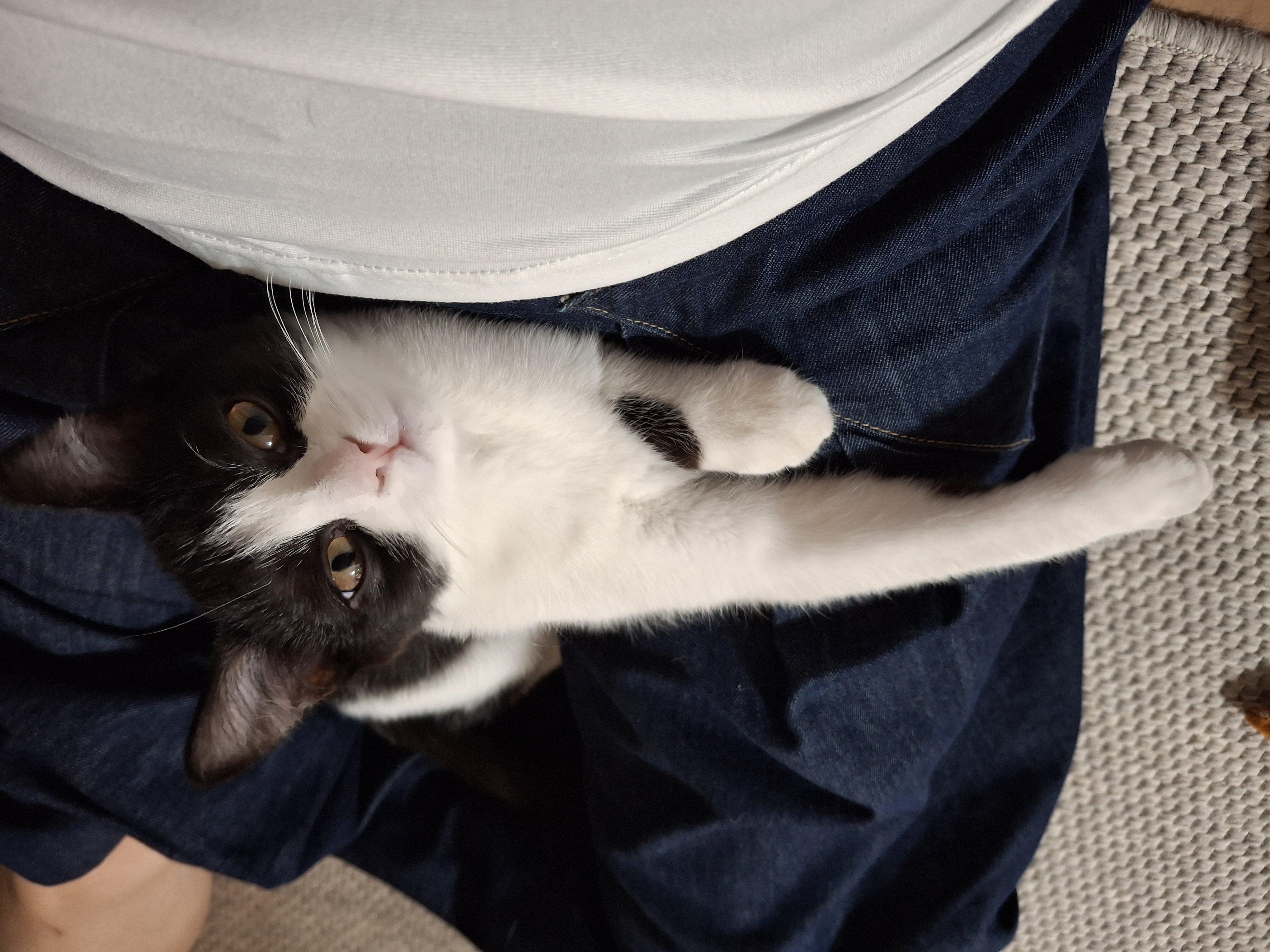 요다(초록이) 함께 한지 3개월 되었습니다.