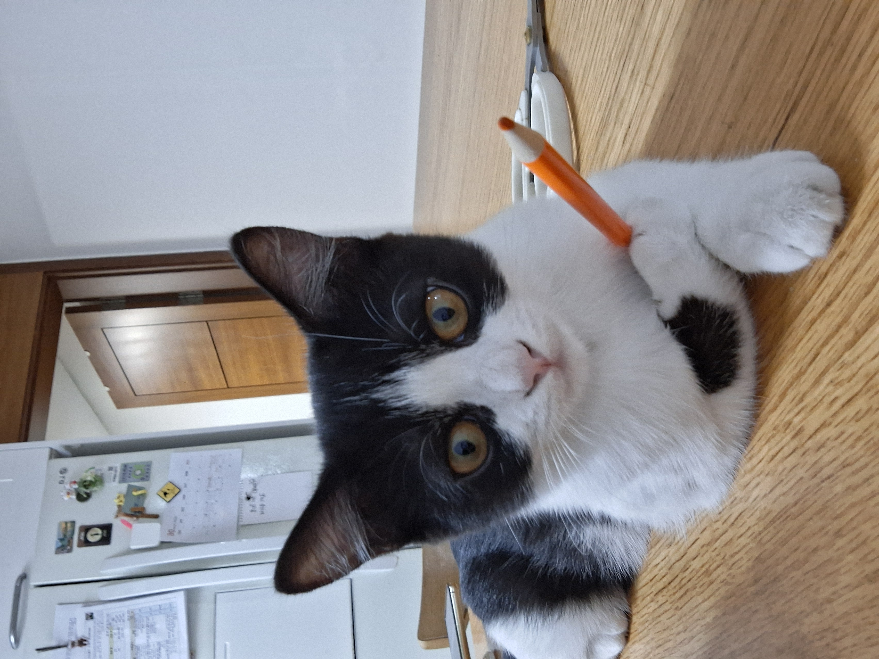 요다(초록이) 함께 한지 3개월 되었습니다.