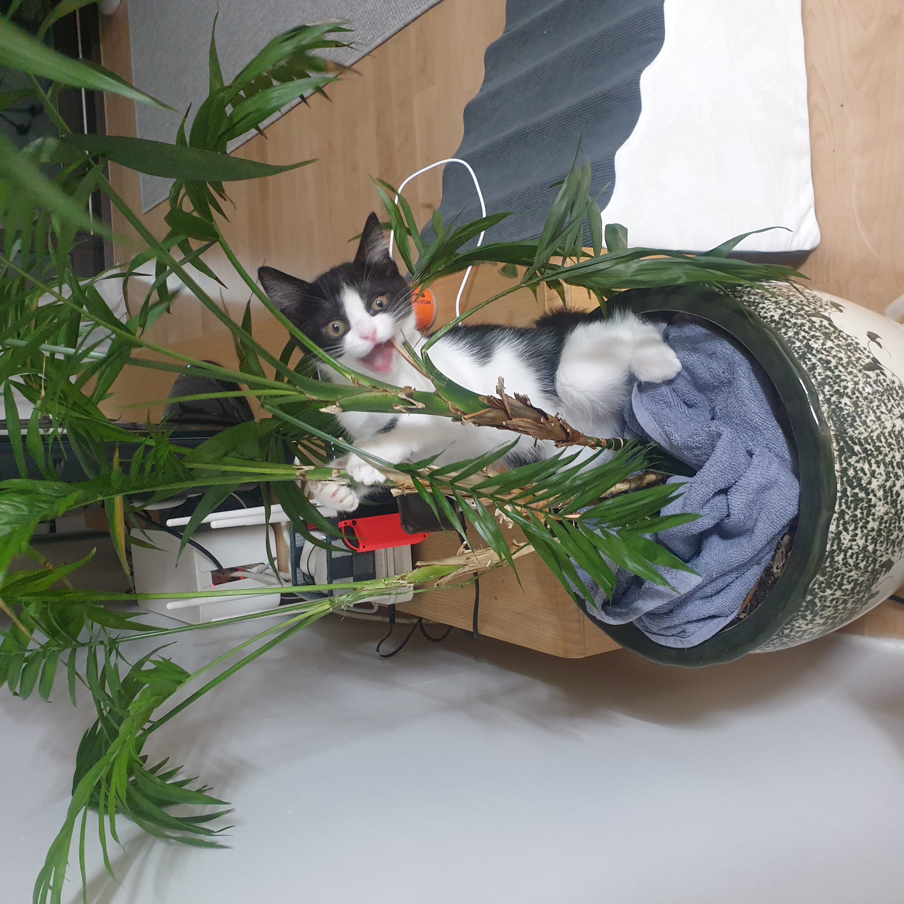 요다(초록이) 함께 한지 3개월 되었습니다.