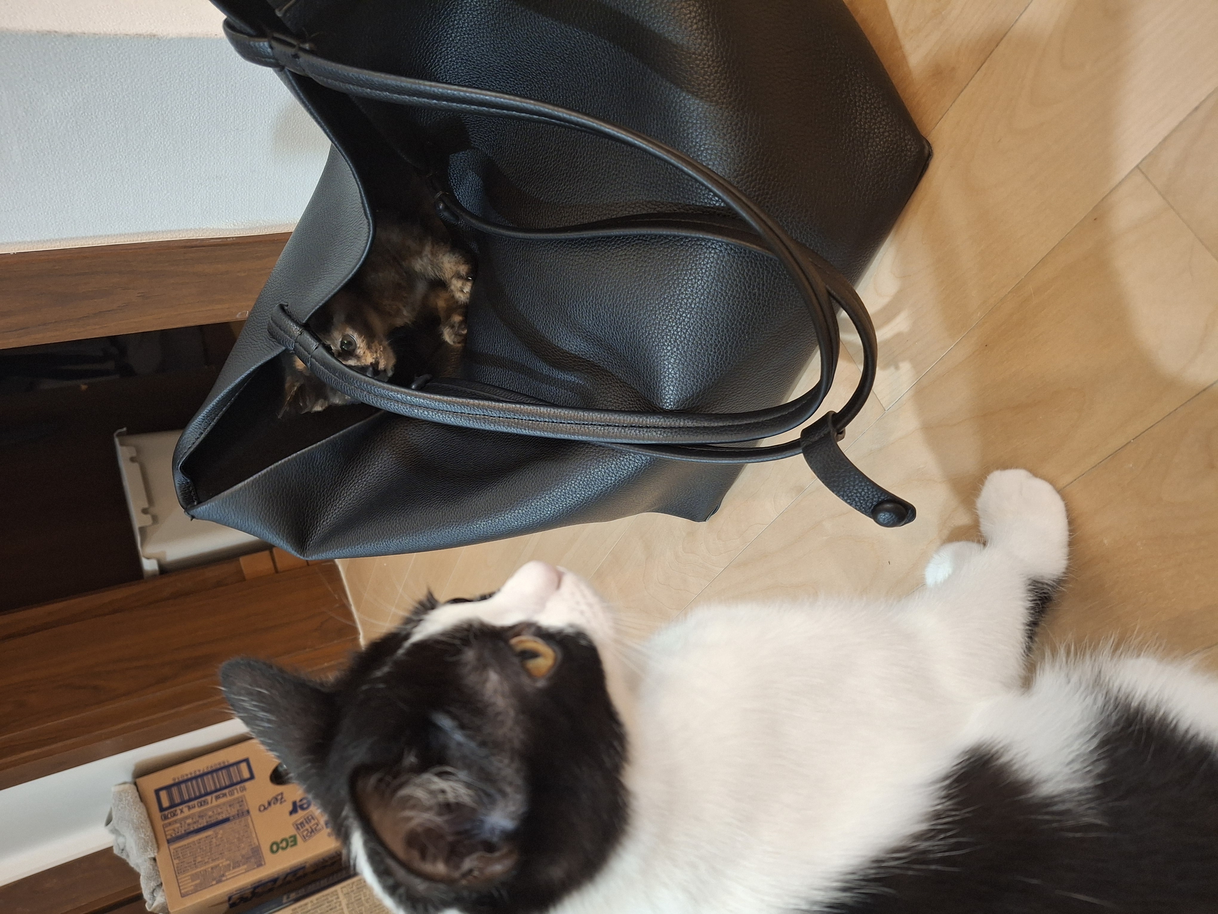 요다(초록이) 함께 한지 3개월 되었습니다.