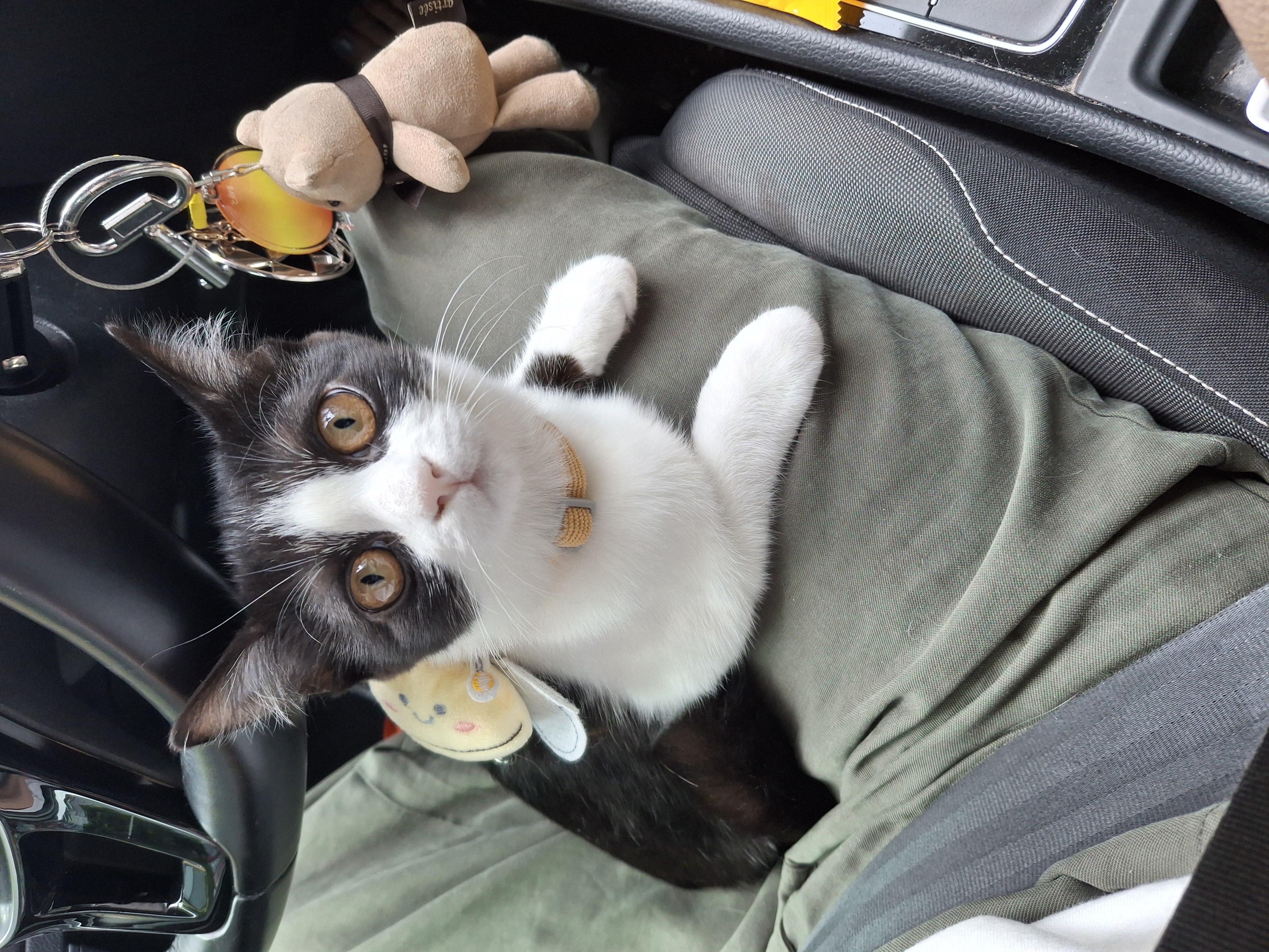 요다(초록이) 함께 한지 3개월 되었습니다.