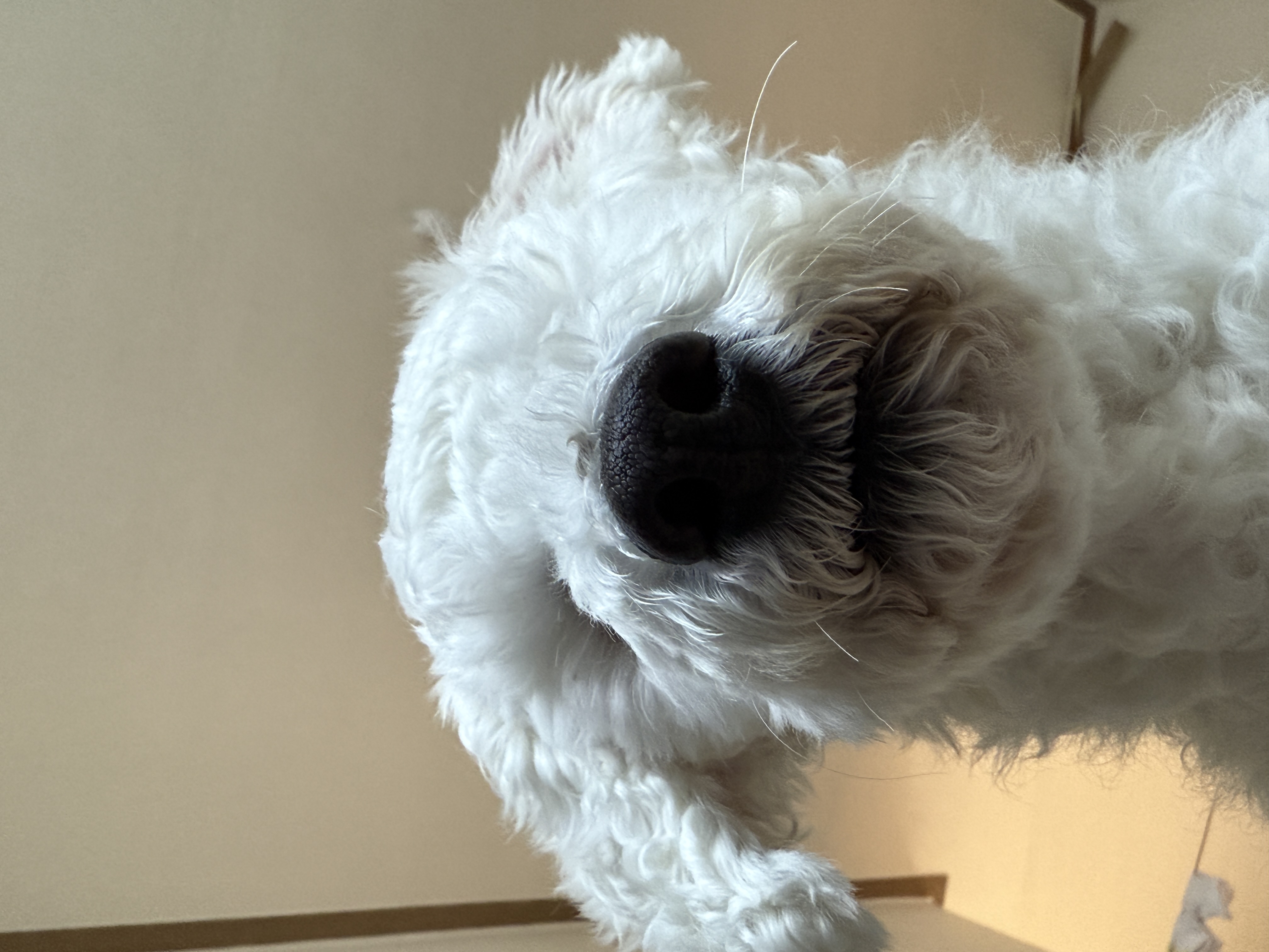 윤랑이의 일상(곤지암_쟈스민)