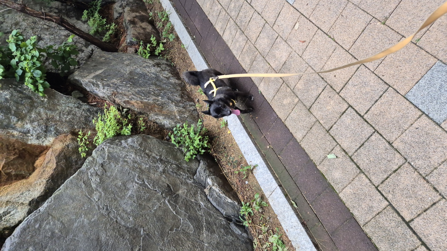 달곰이(무지개-옐로우) 이야기