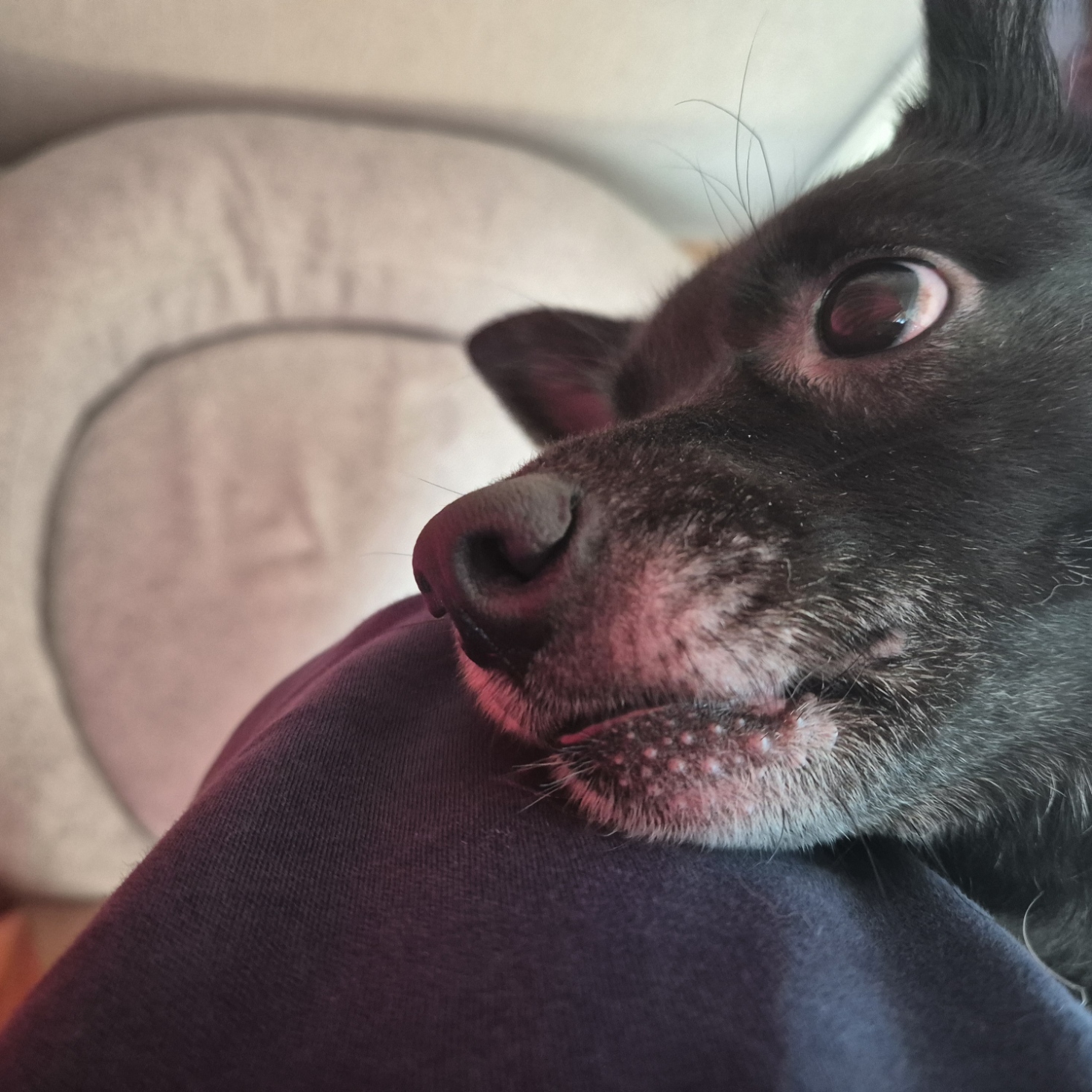 달곰이(무지개-옐로우) 이야기