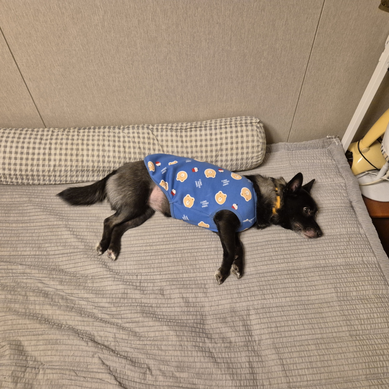 달곰이(무지개-옐로우) 이야기