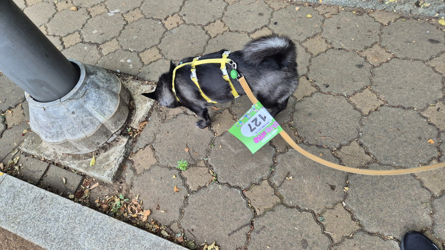 달곰이(무지개-옐로우) 이야기