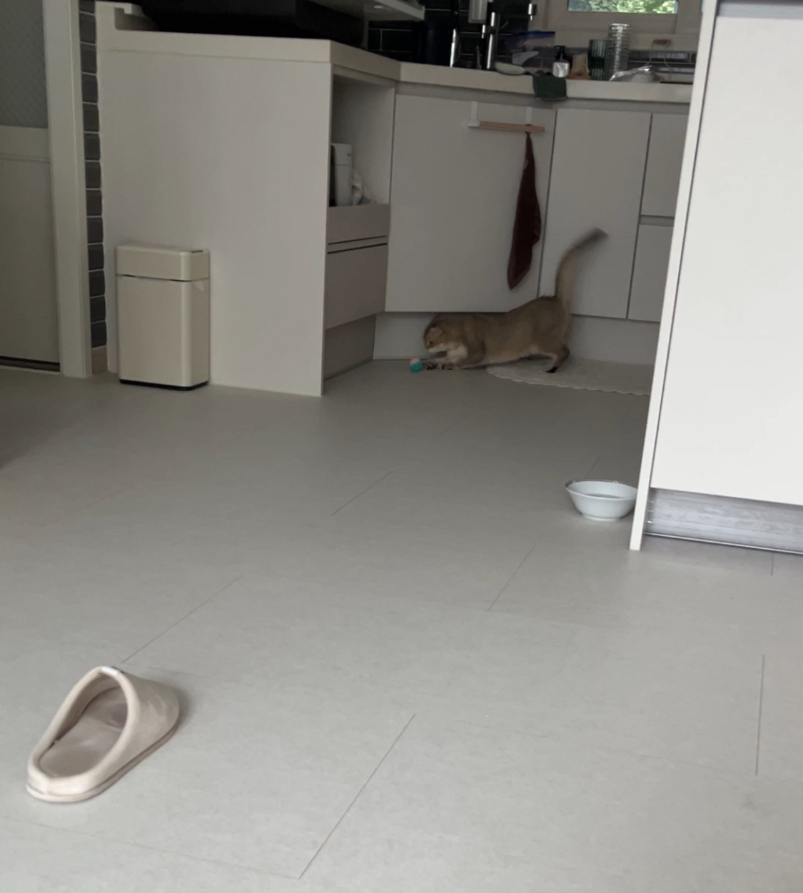 사월이(열매)의 일주일