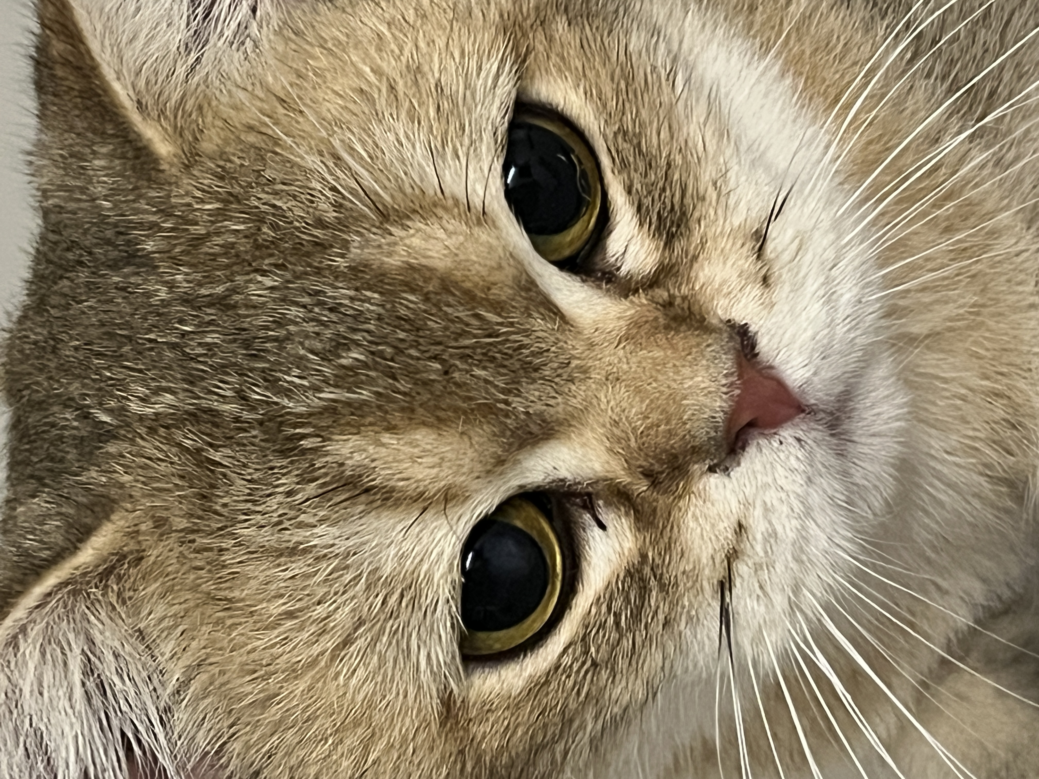 사월이(열매)의 일주일