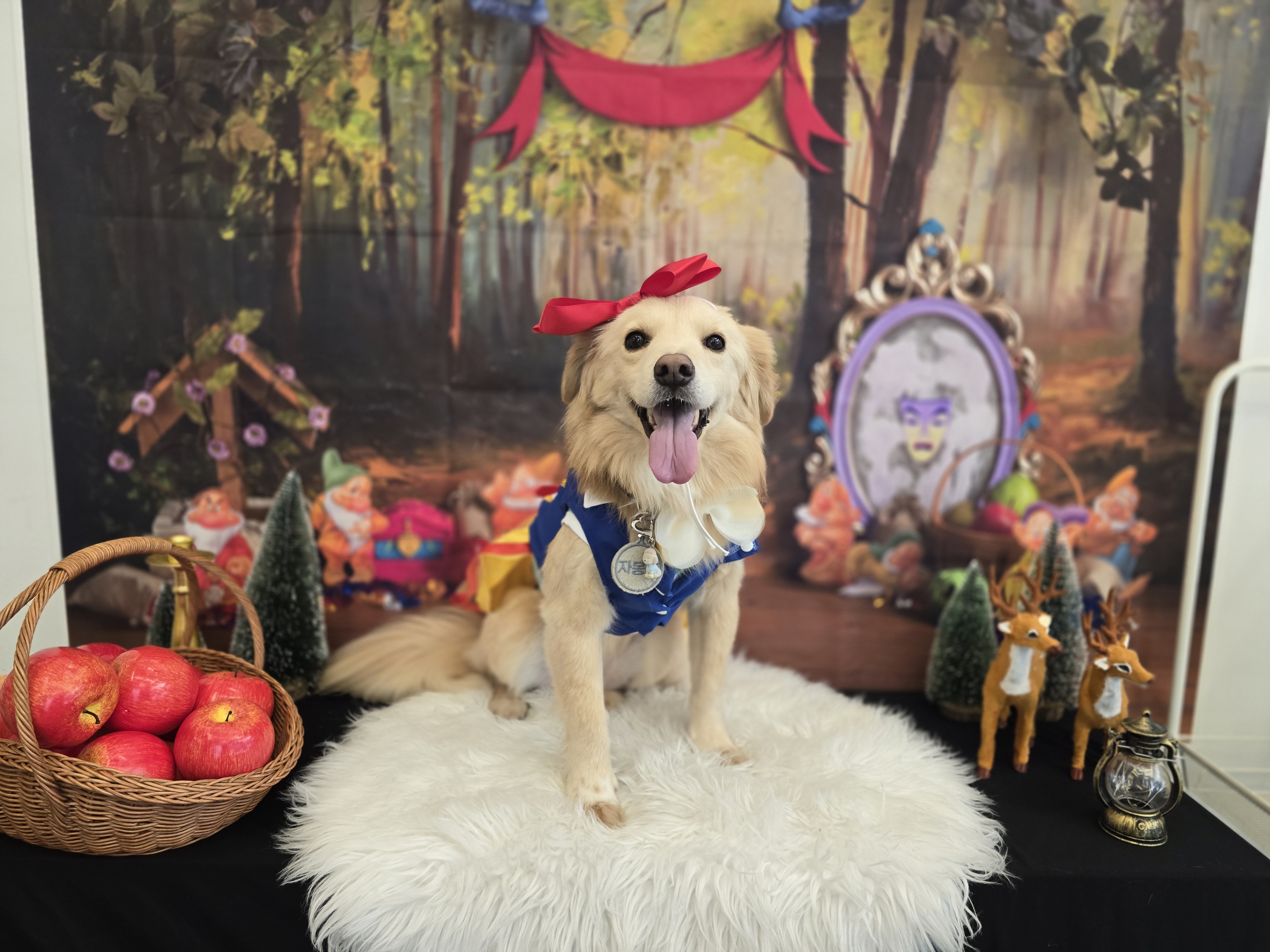 자몽이와 함께한지 3년째(구 육콩이)