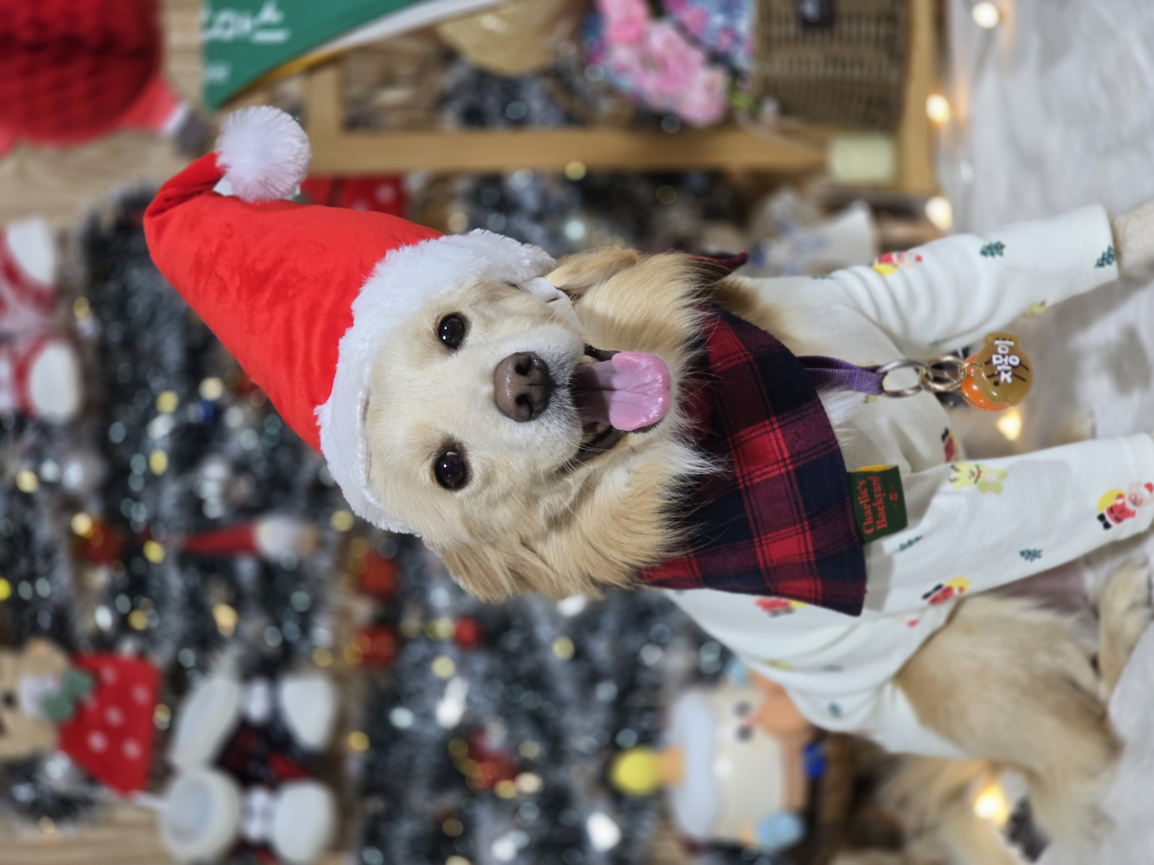 자몽이와 함께한지 3년째(구 육콩이)