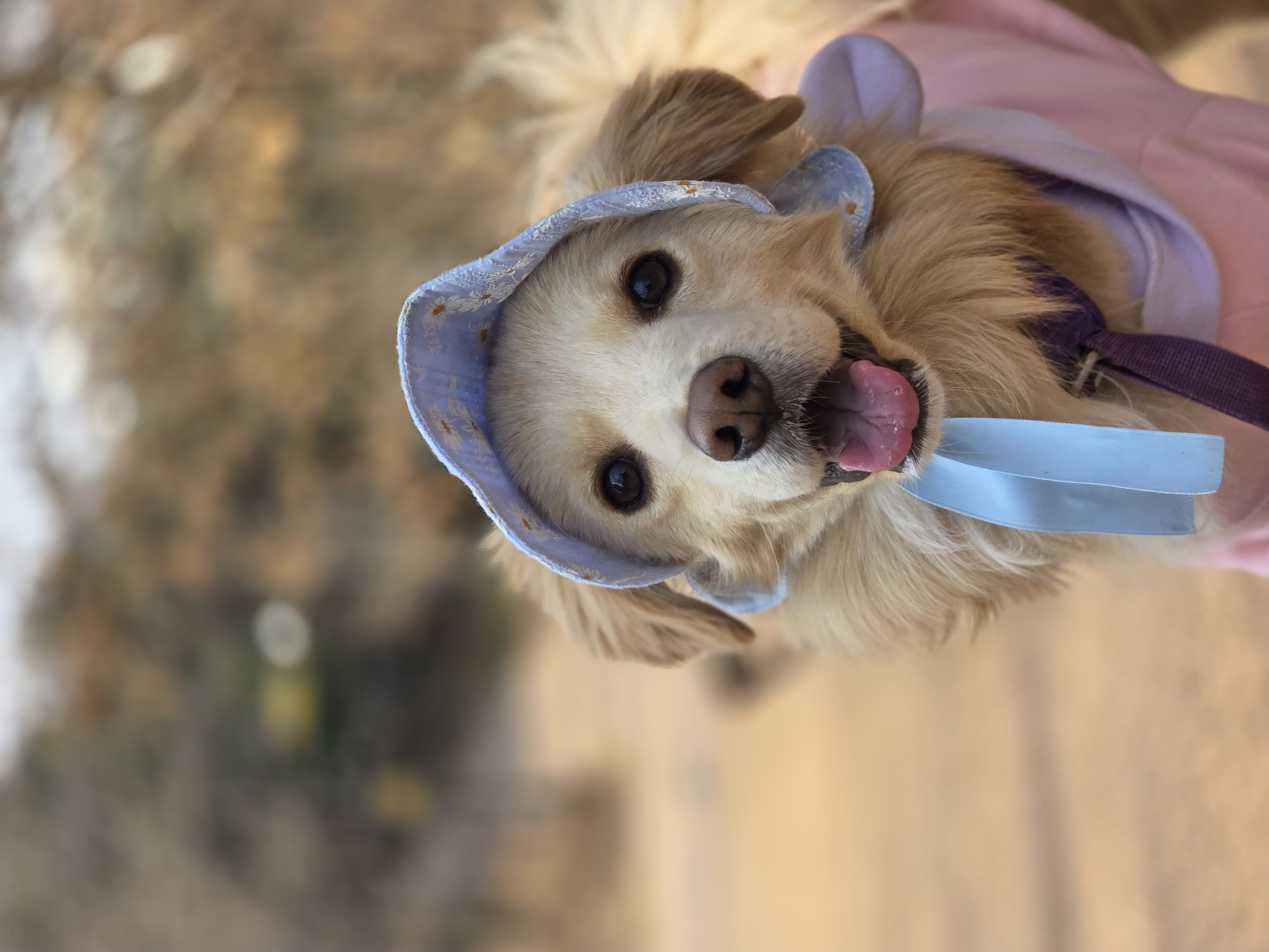 자몽이와 함께한지 3년째(구 육콩이)