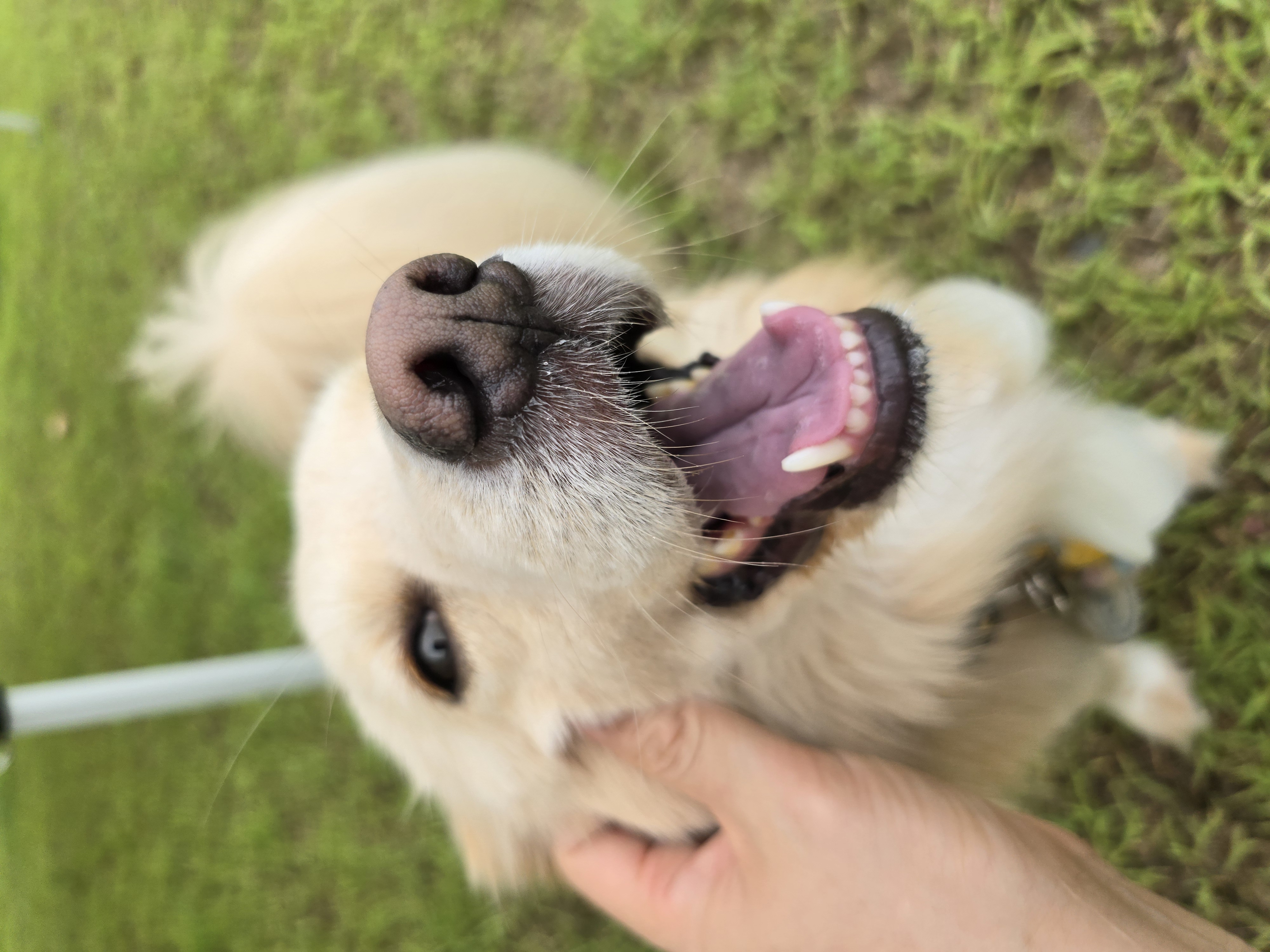 자몽이와 함께한지 3년째(구 육콩이)