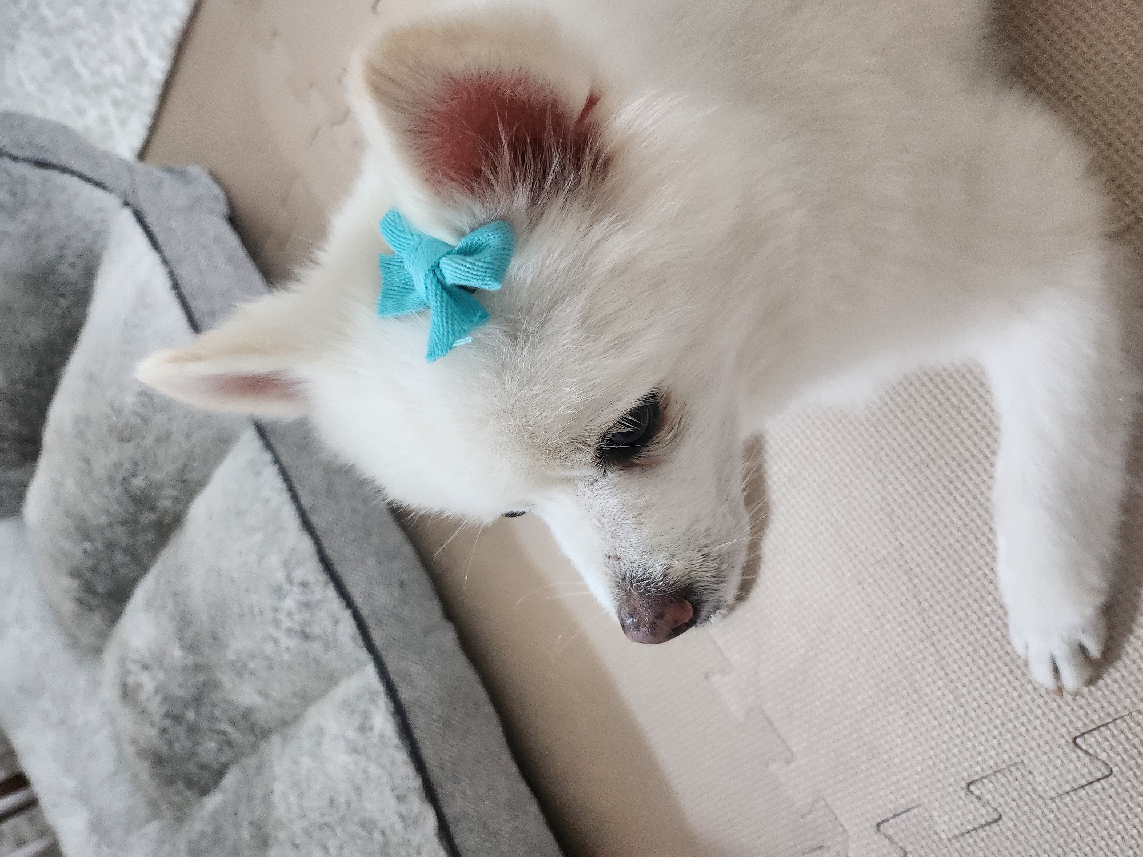 오층이 입양 후 세 달째(포라 두 달)