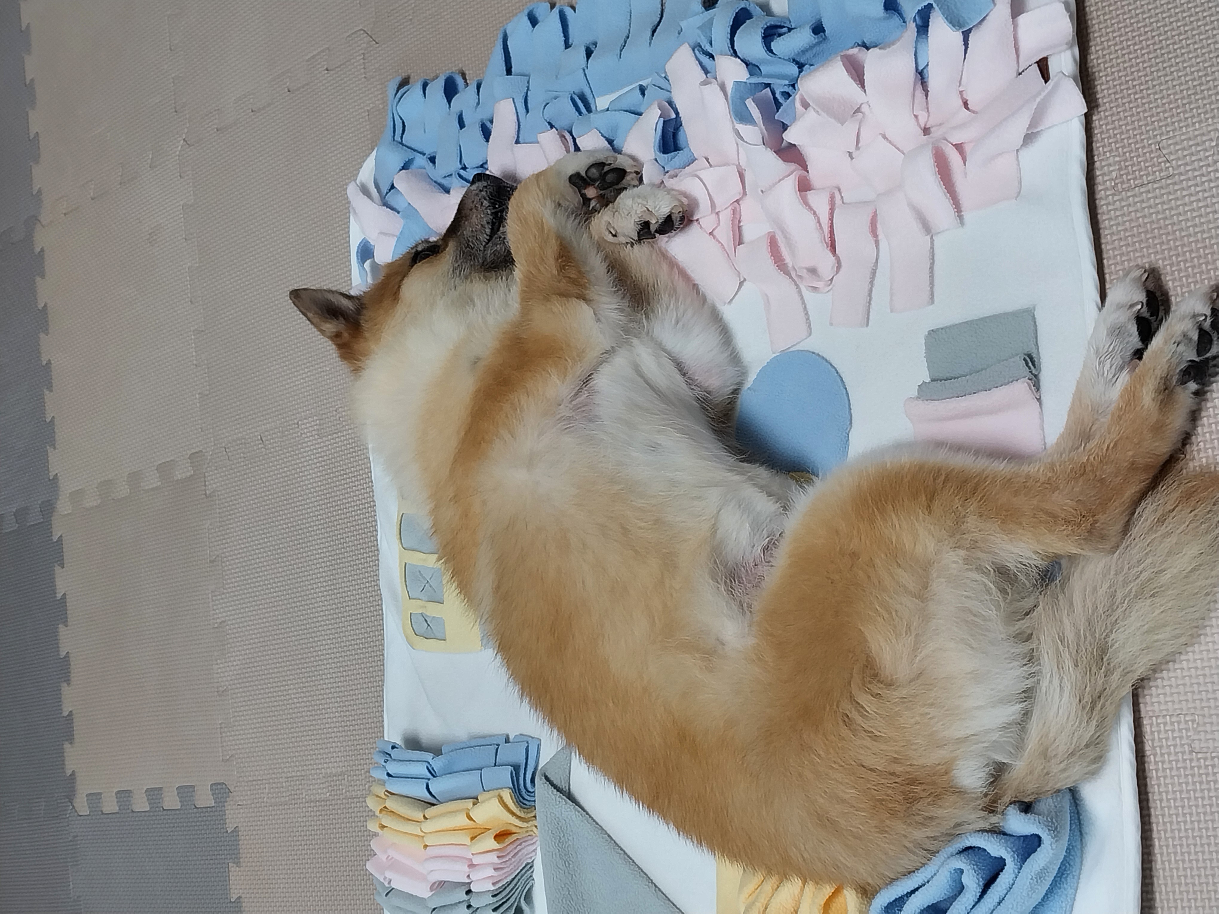 오층이 입양 후 세 달째(포라 두 달)