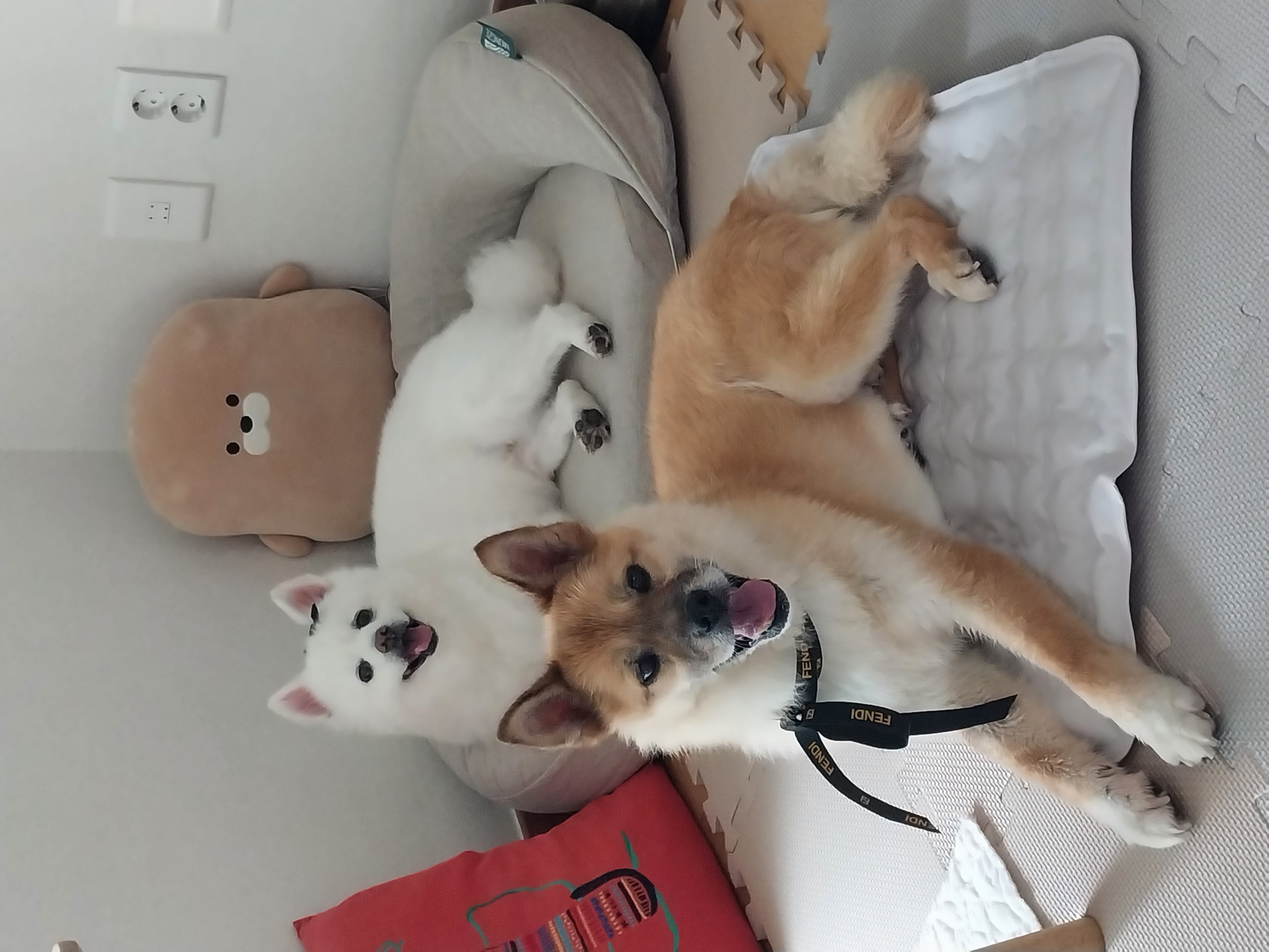 오층이 입양 후 세 달째(포라 두 달)