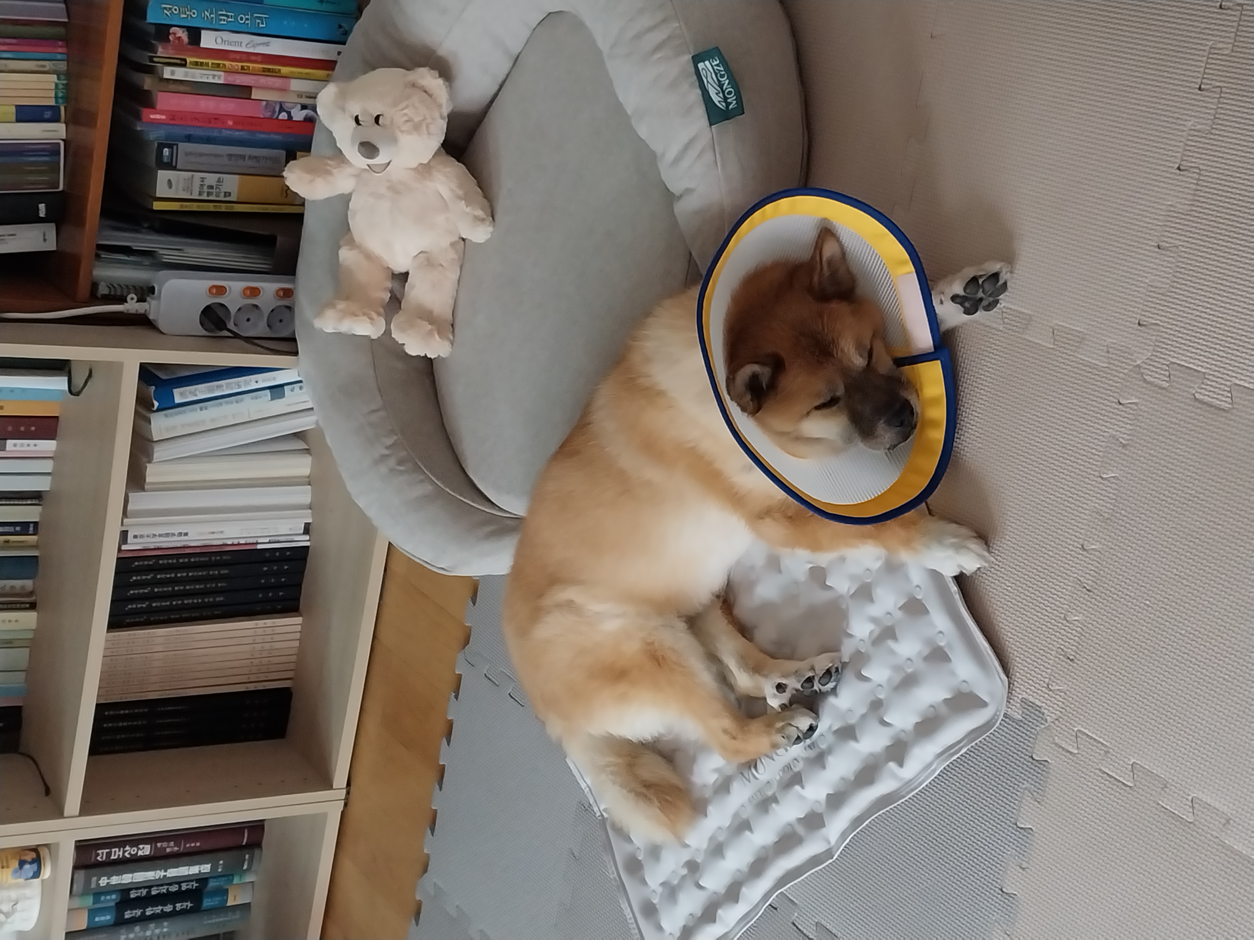 오층이 입양 후 세 달째(포라 두 달)