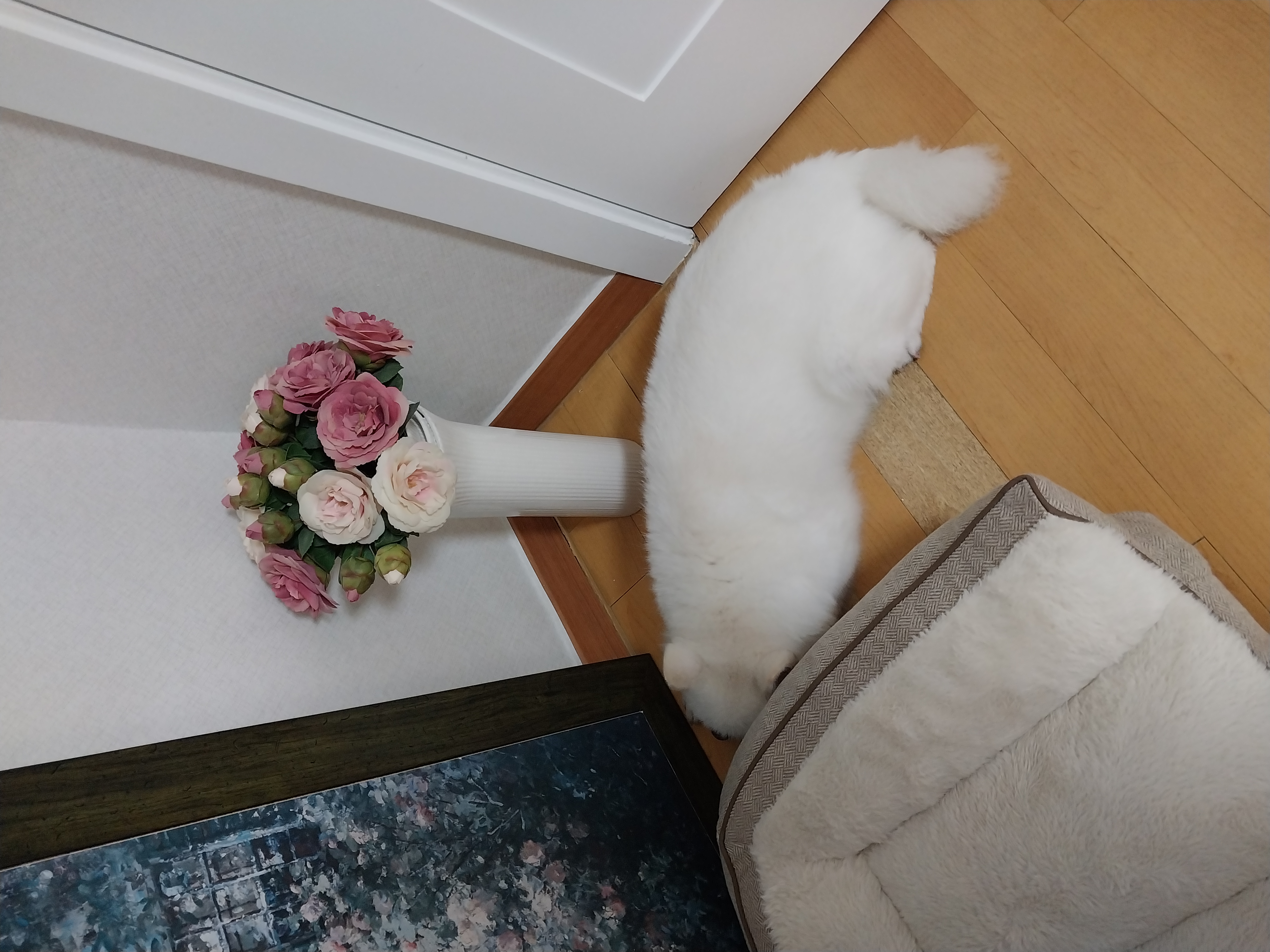 오층이 입양 후 세 달째(포라 두 달)