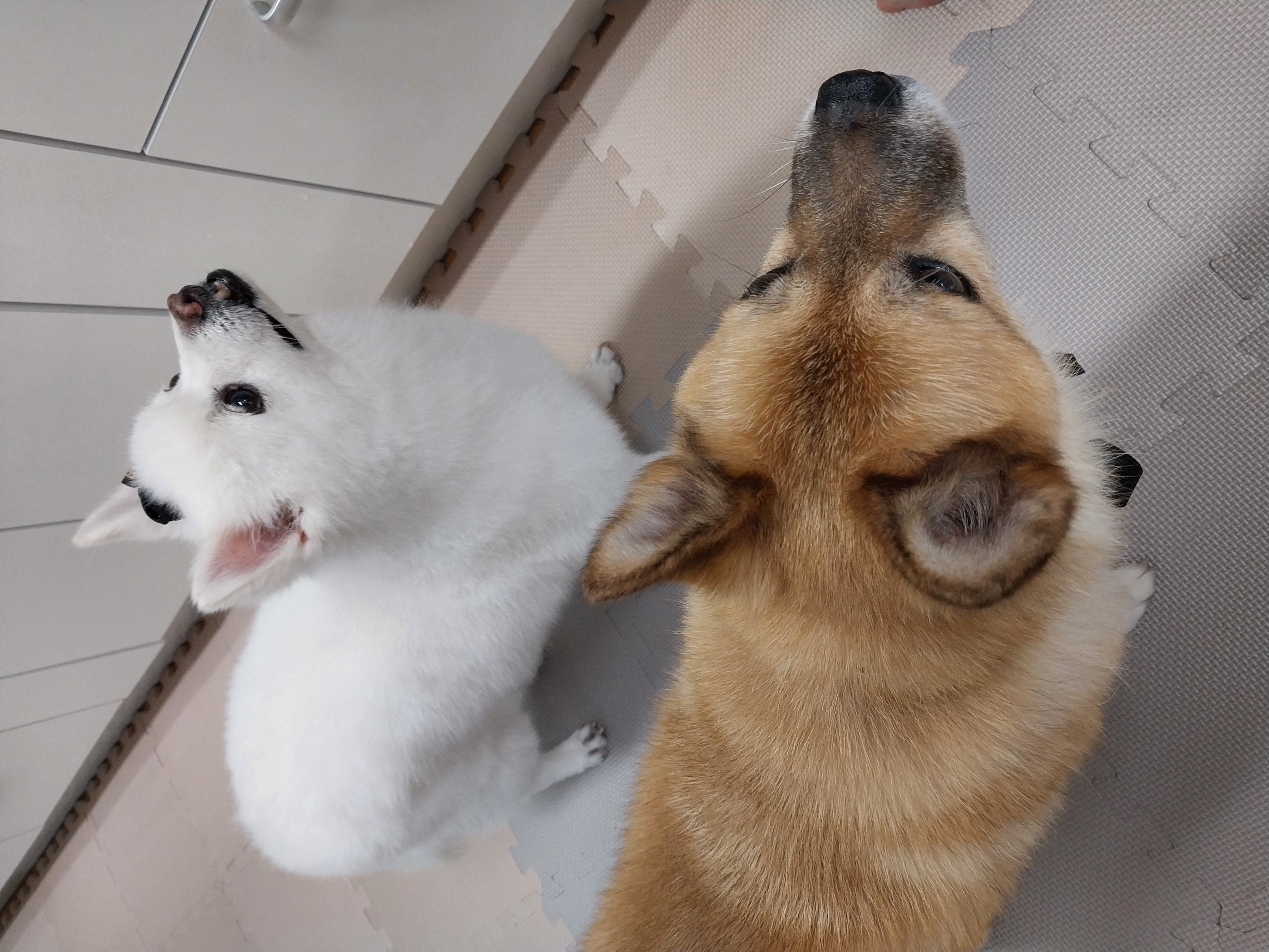 오층이 입양 후 세 달째(포라 두 달)