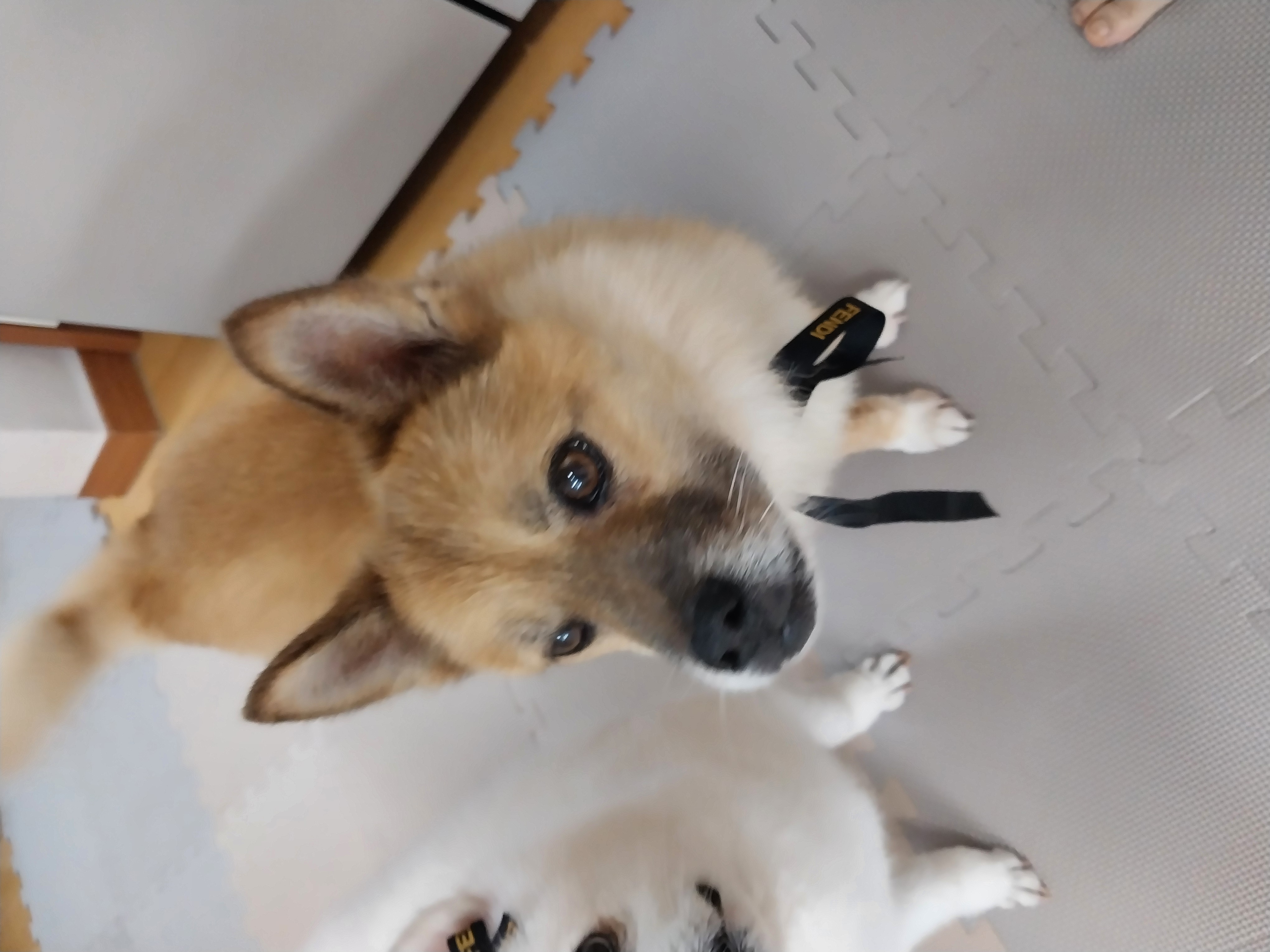 오층이 입양 후 세 달째(포라 두 달)