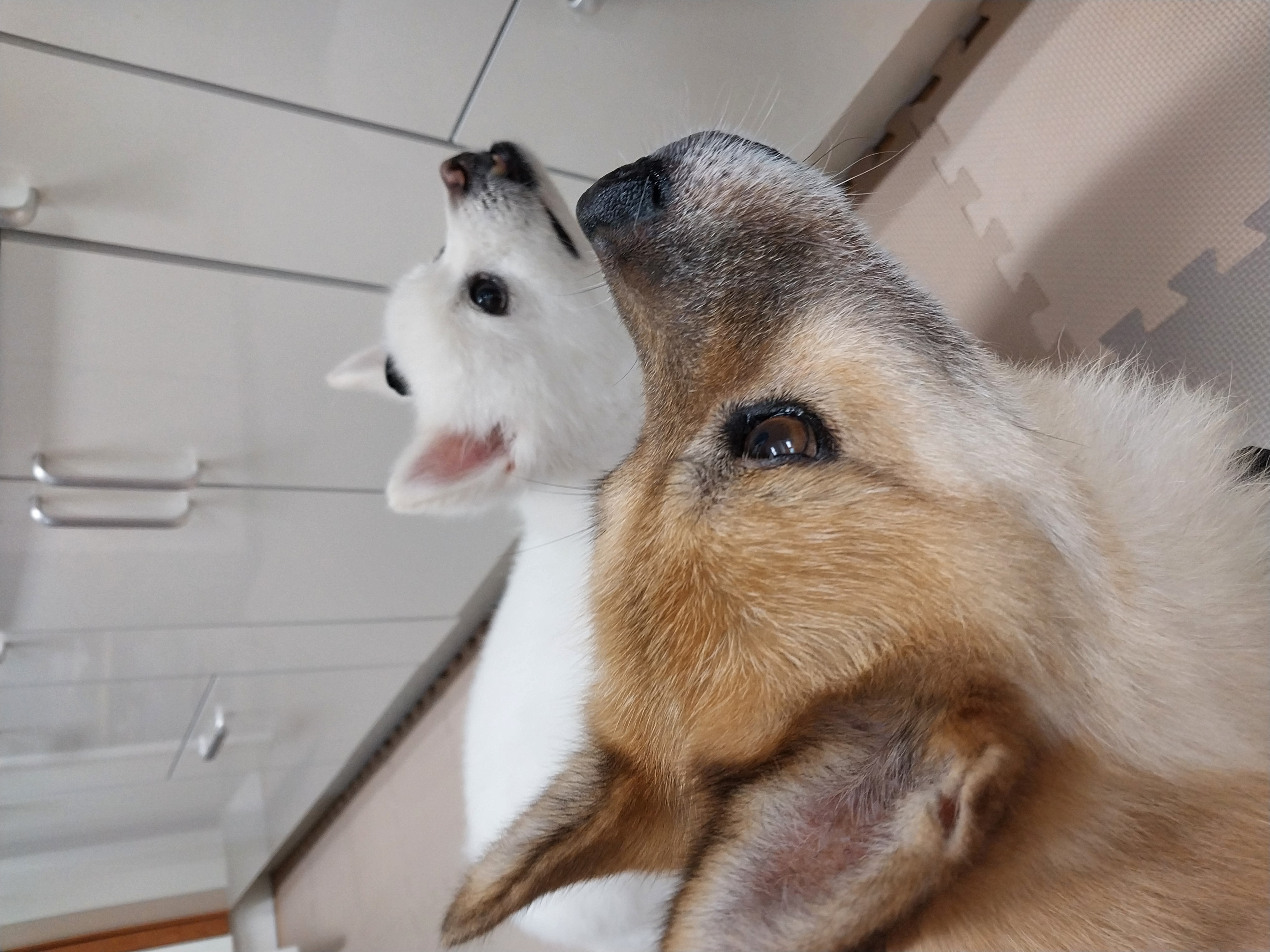 오층이 입양 후 세 달째(포라 두 달)