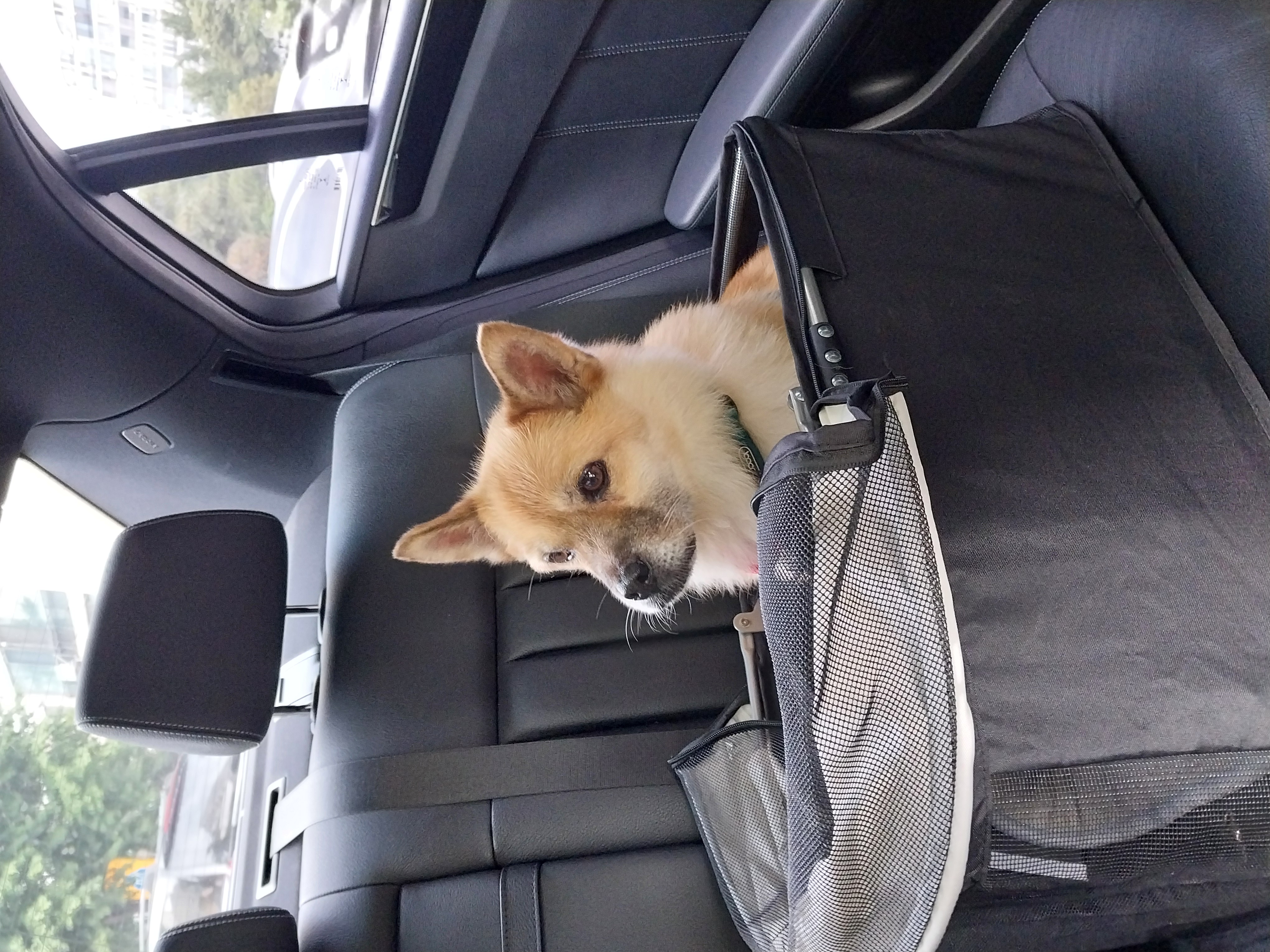 오층이 입양 후 세 달째(포라 두 달)