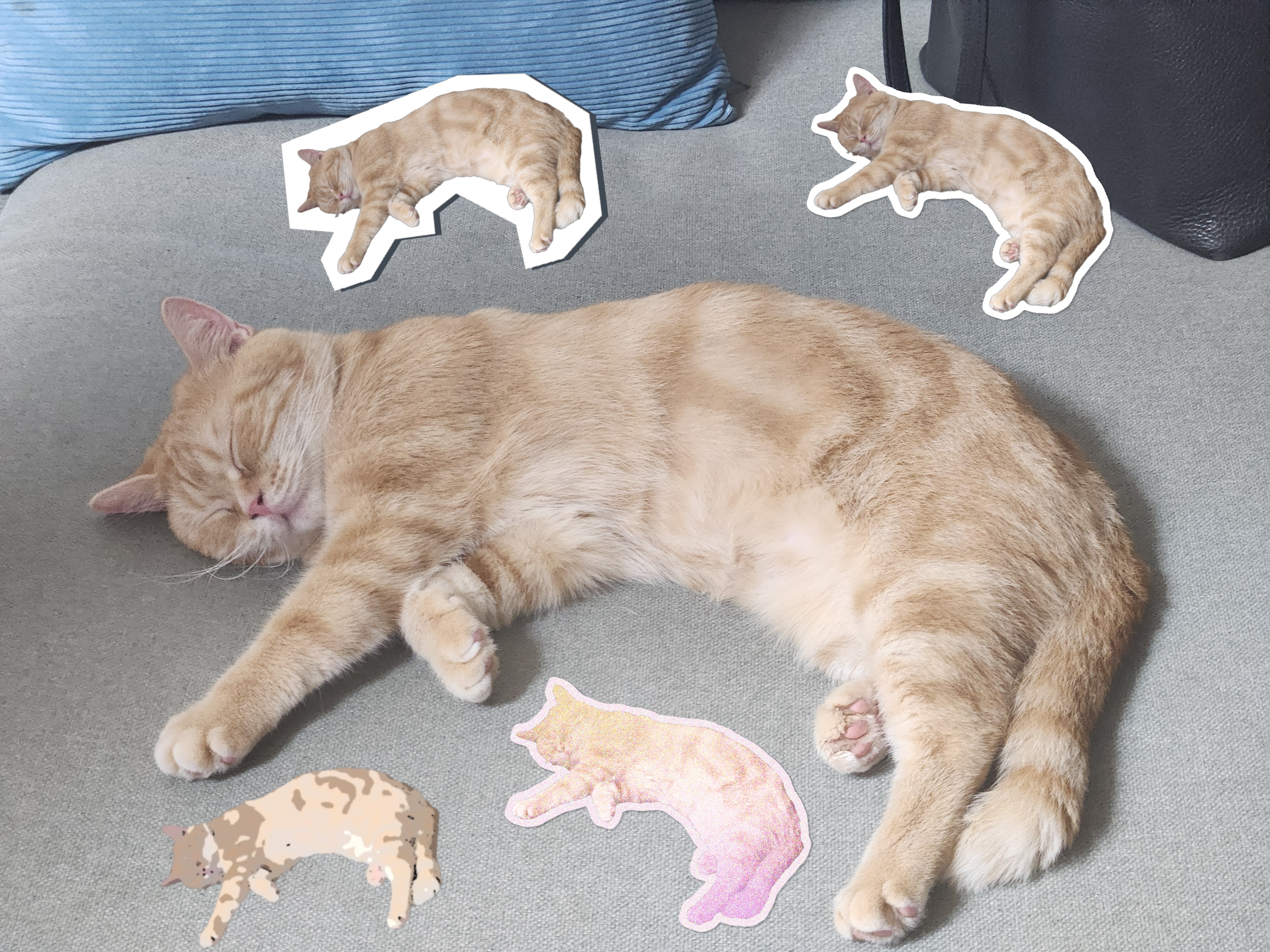 뽀또의 입양 후 이야기 