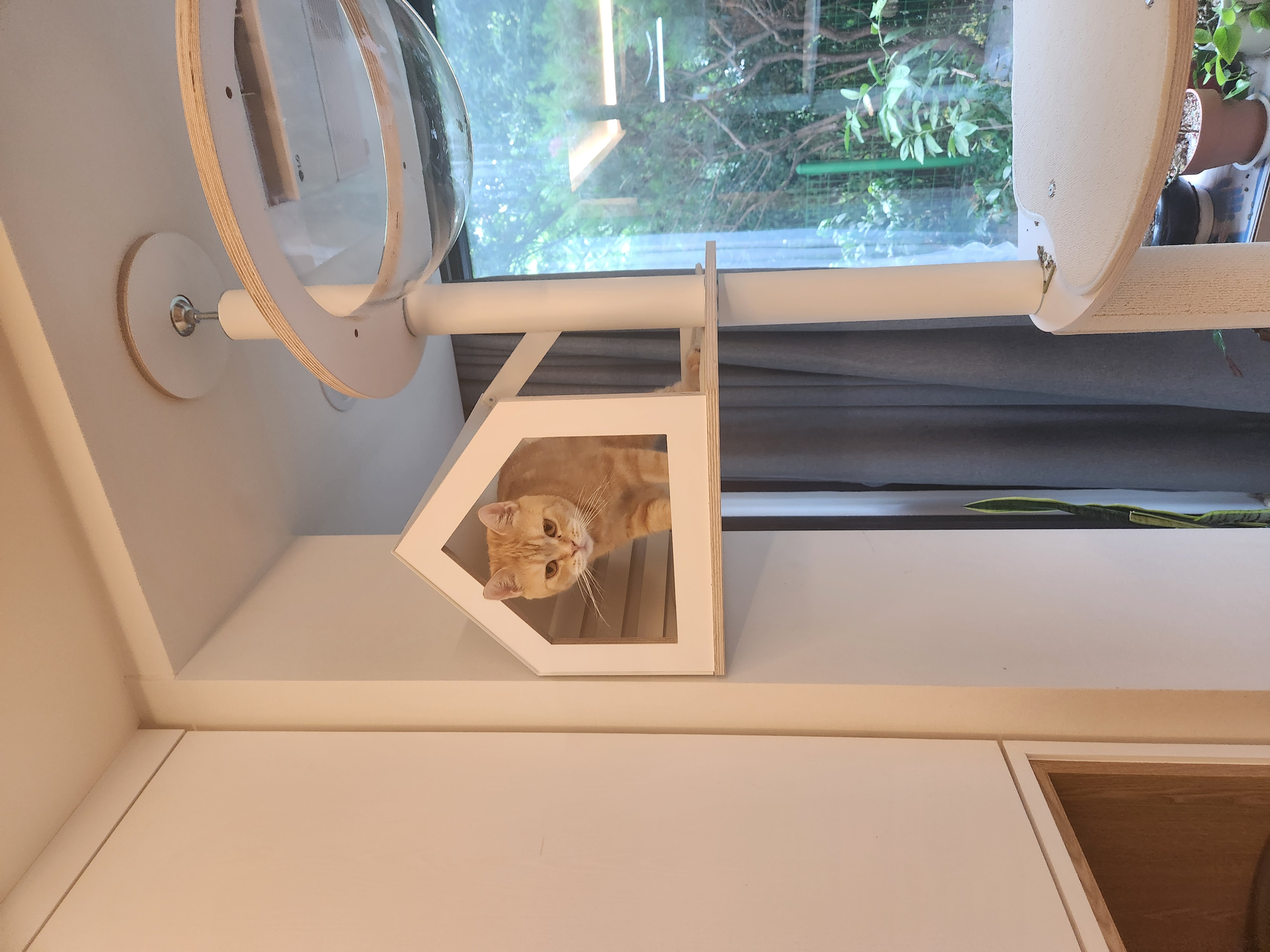 뽀또의 입양 후 이야기 