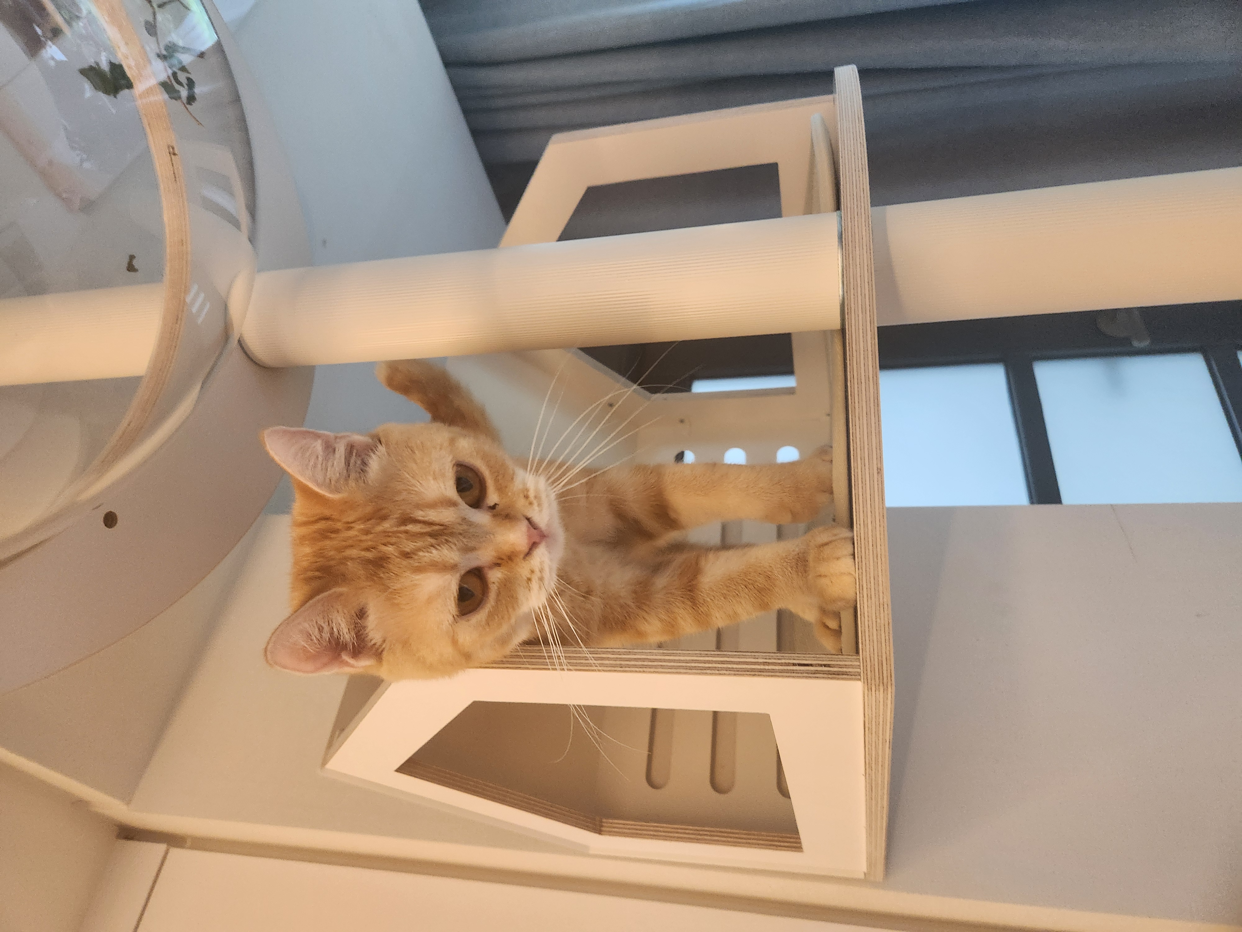 뽀또의 입양 후 이야기 