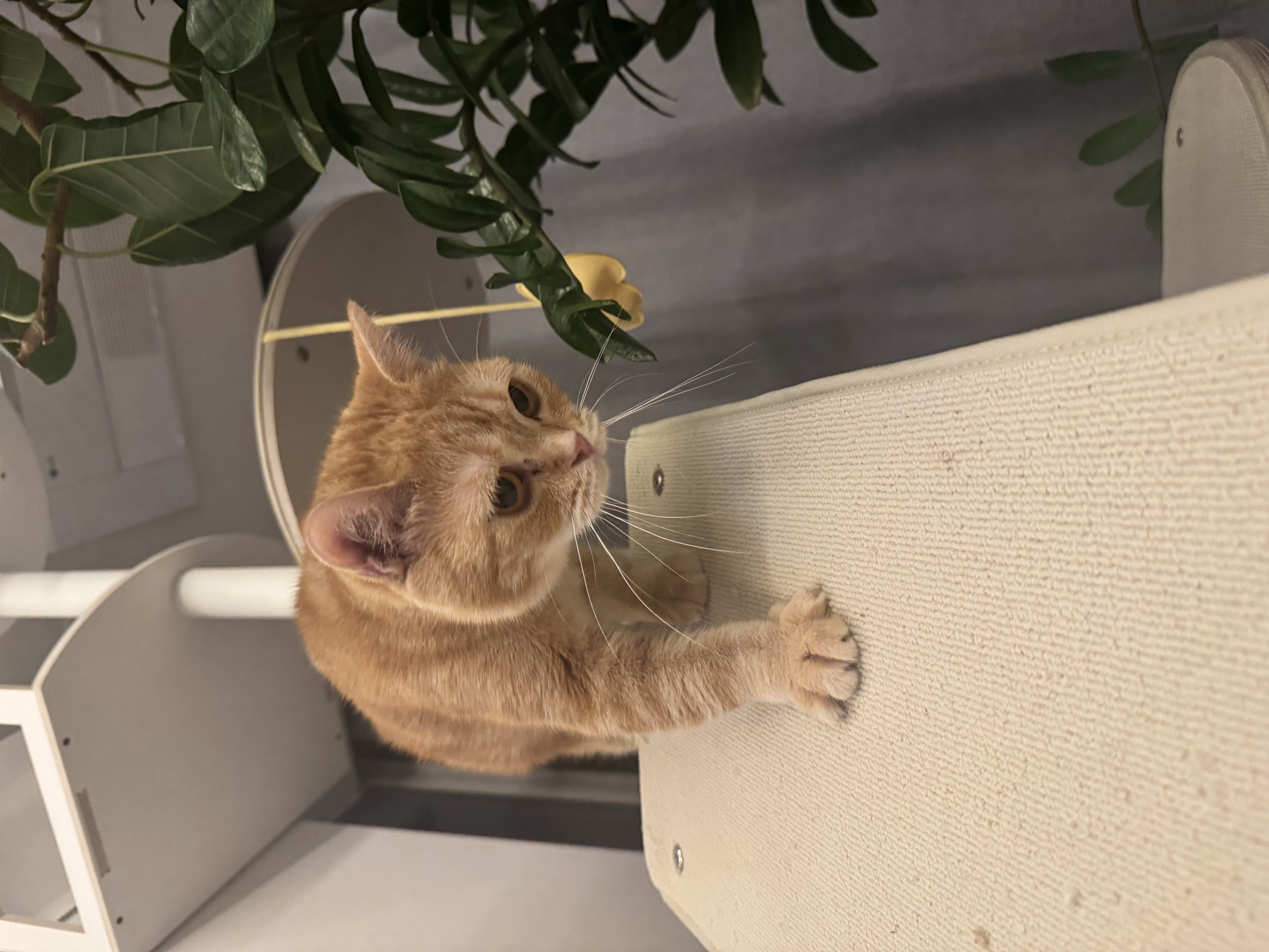 뽀또의 입양 후 이야기 