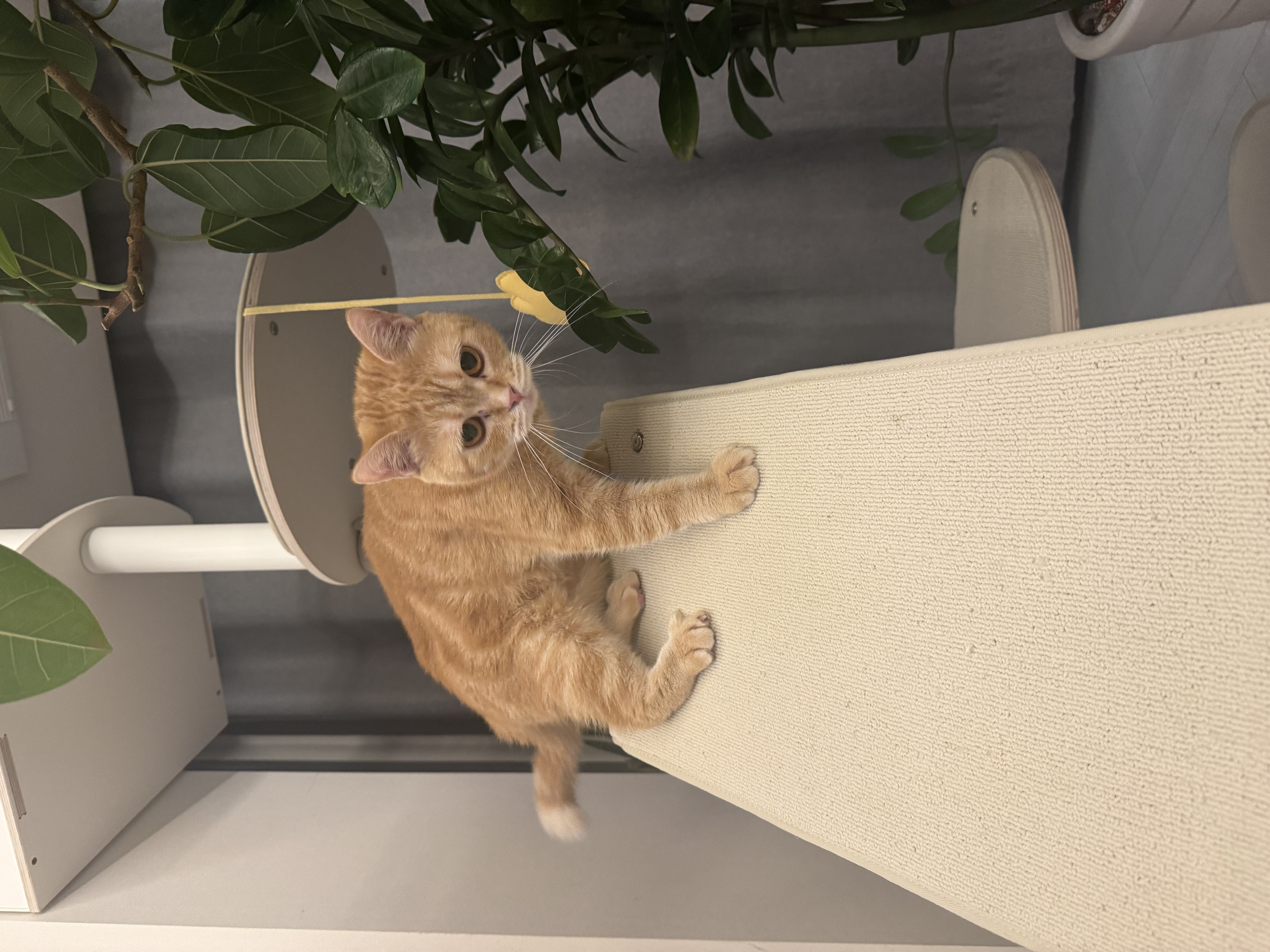 뽀또의 입양 후 이야기 