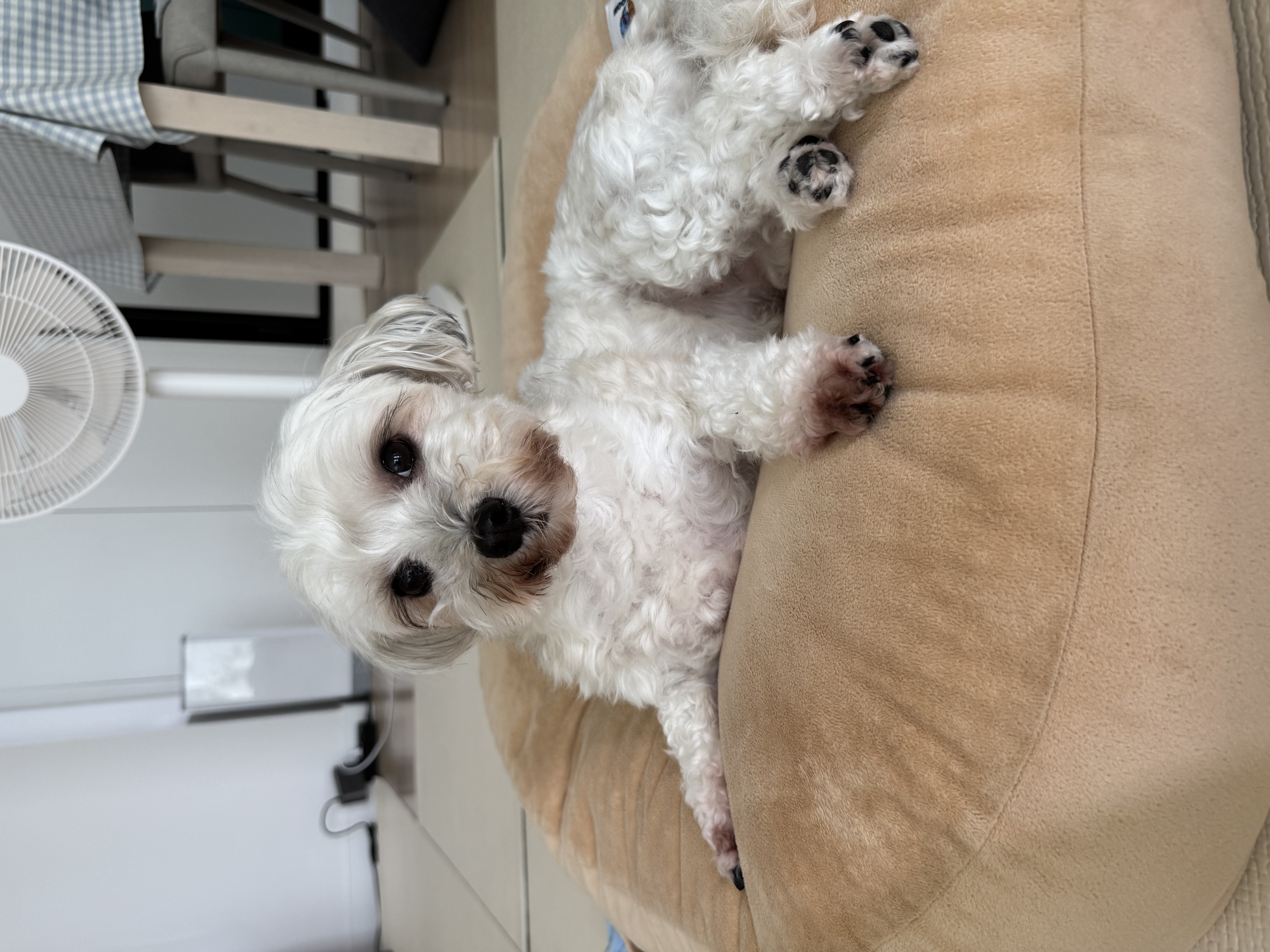푸딩이(유달이) 입양 2주년입니다 :) 