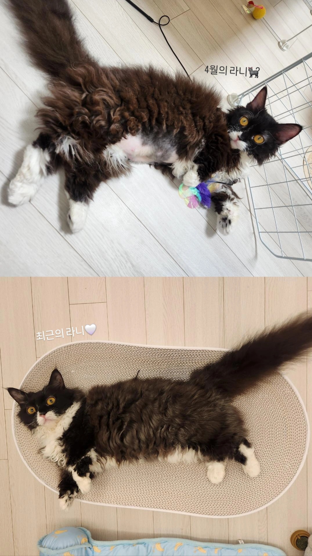 [울산구조묘] 털이 예뻐진 라니(먼지)