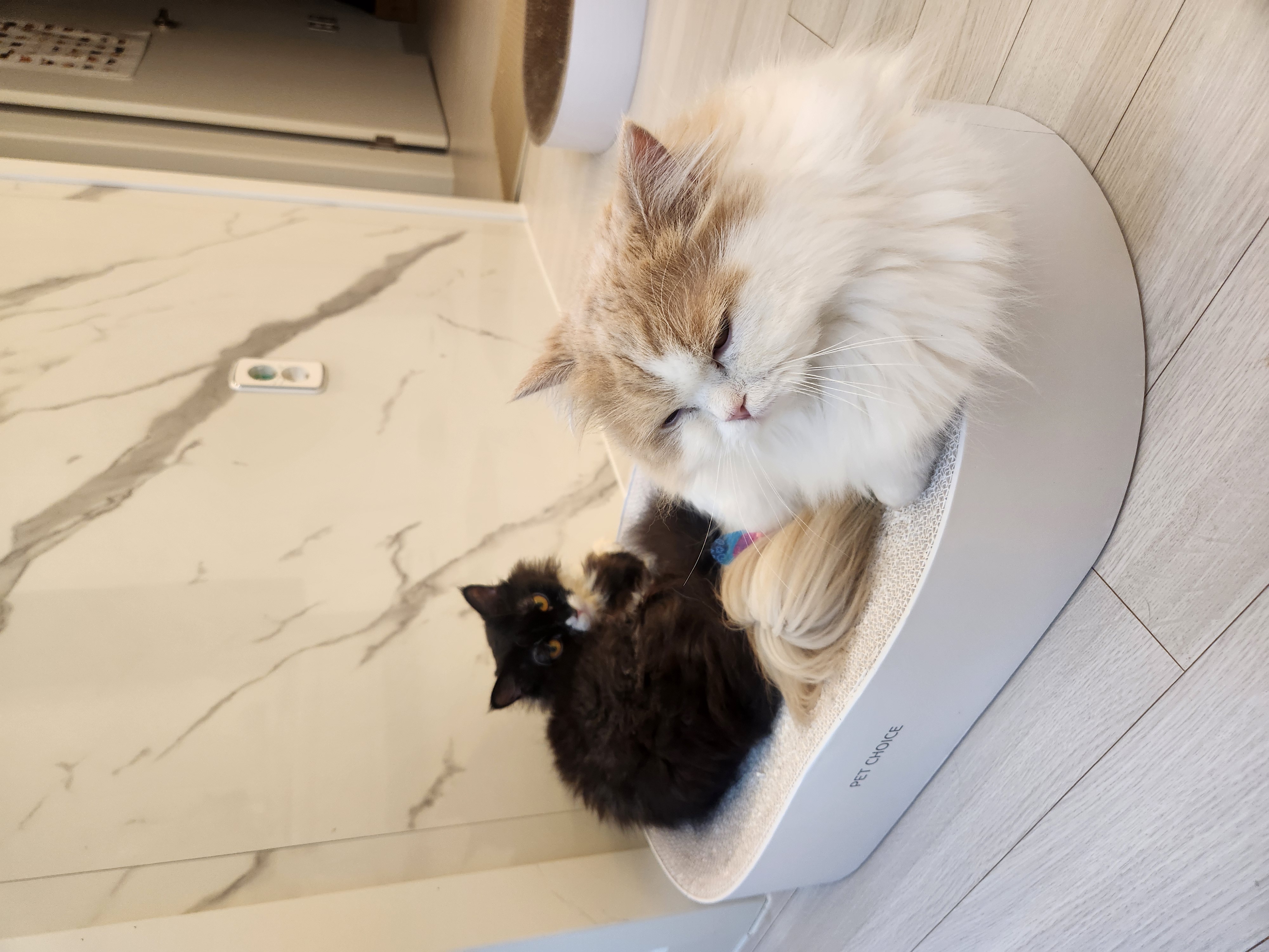 [울산구조묘] 털이 예뻐진 라니(먼지)