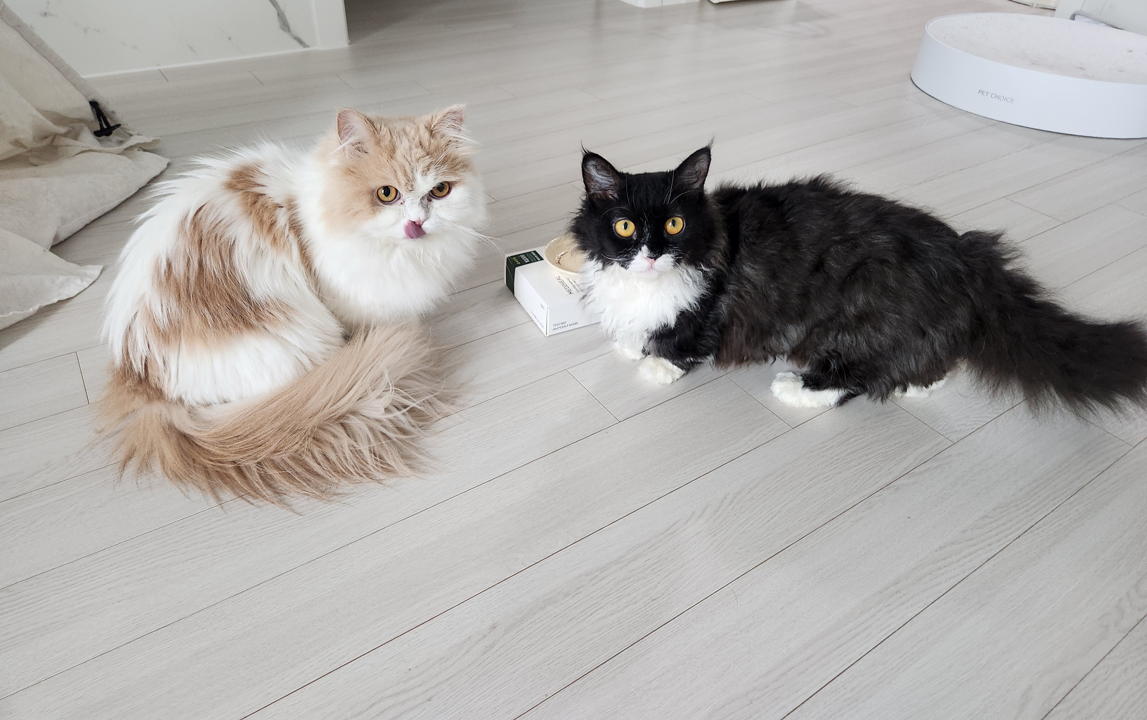 [울산구조묘] 털이 예뻐진 라니(먼지)