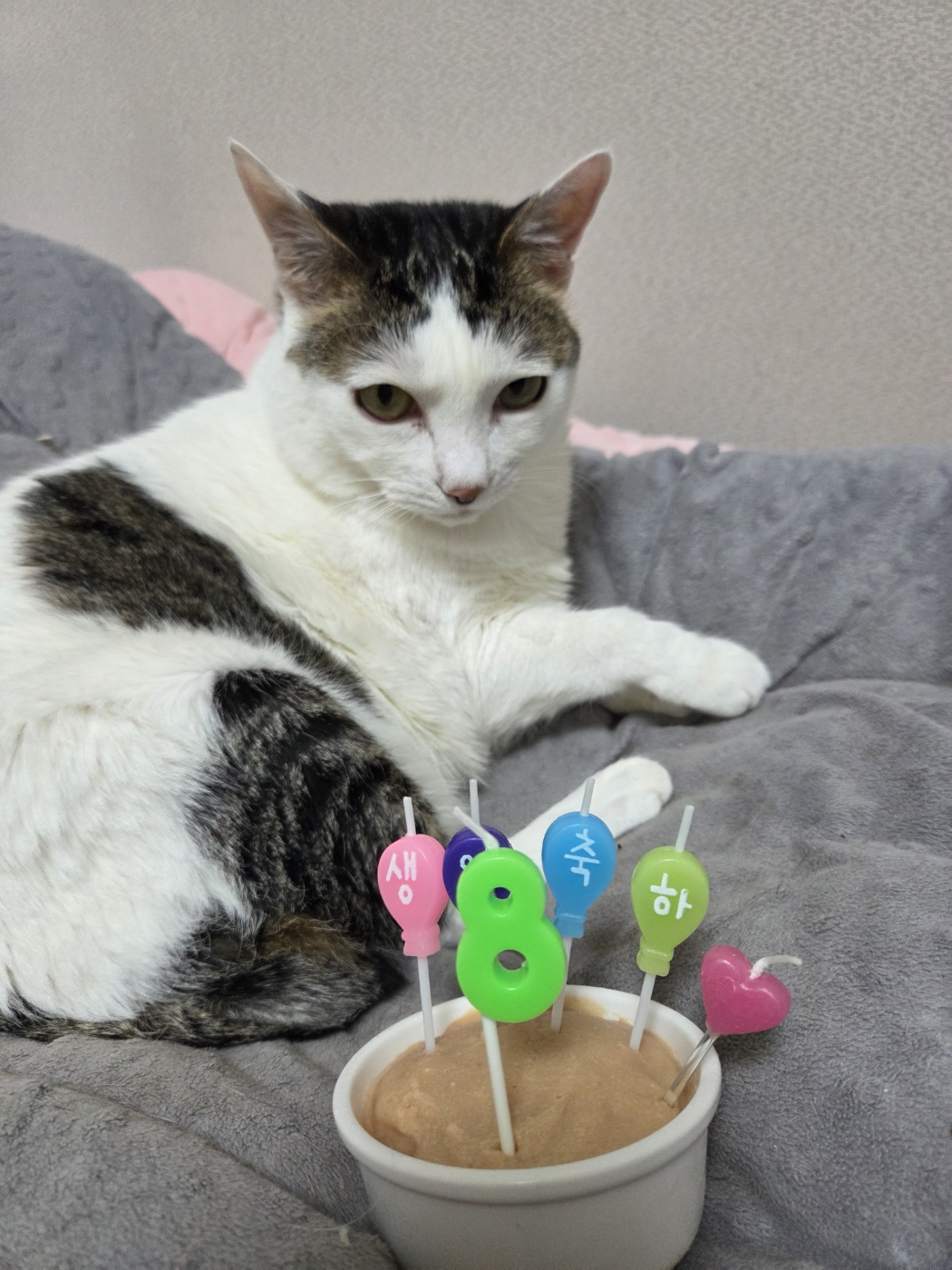 꿀이(로이) 8살 생일