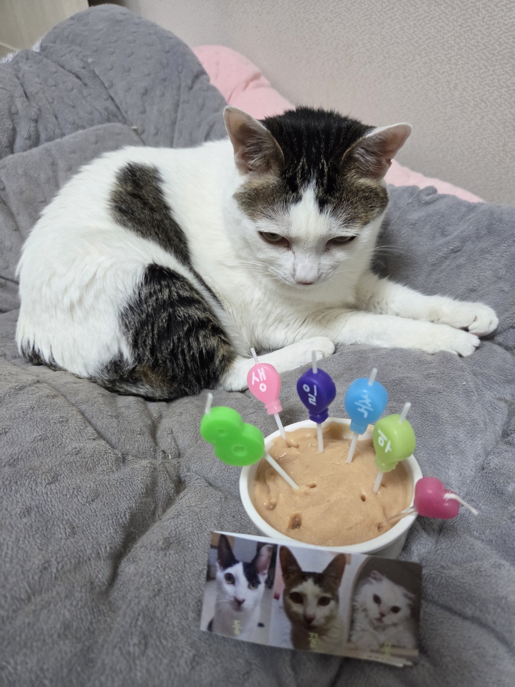 꿀이(로이) 8살 생일