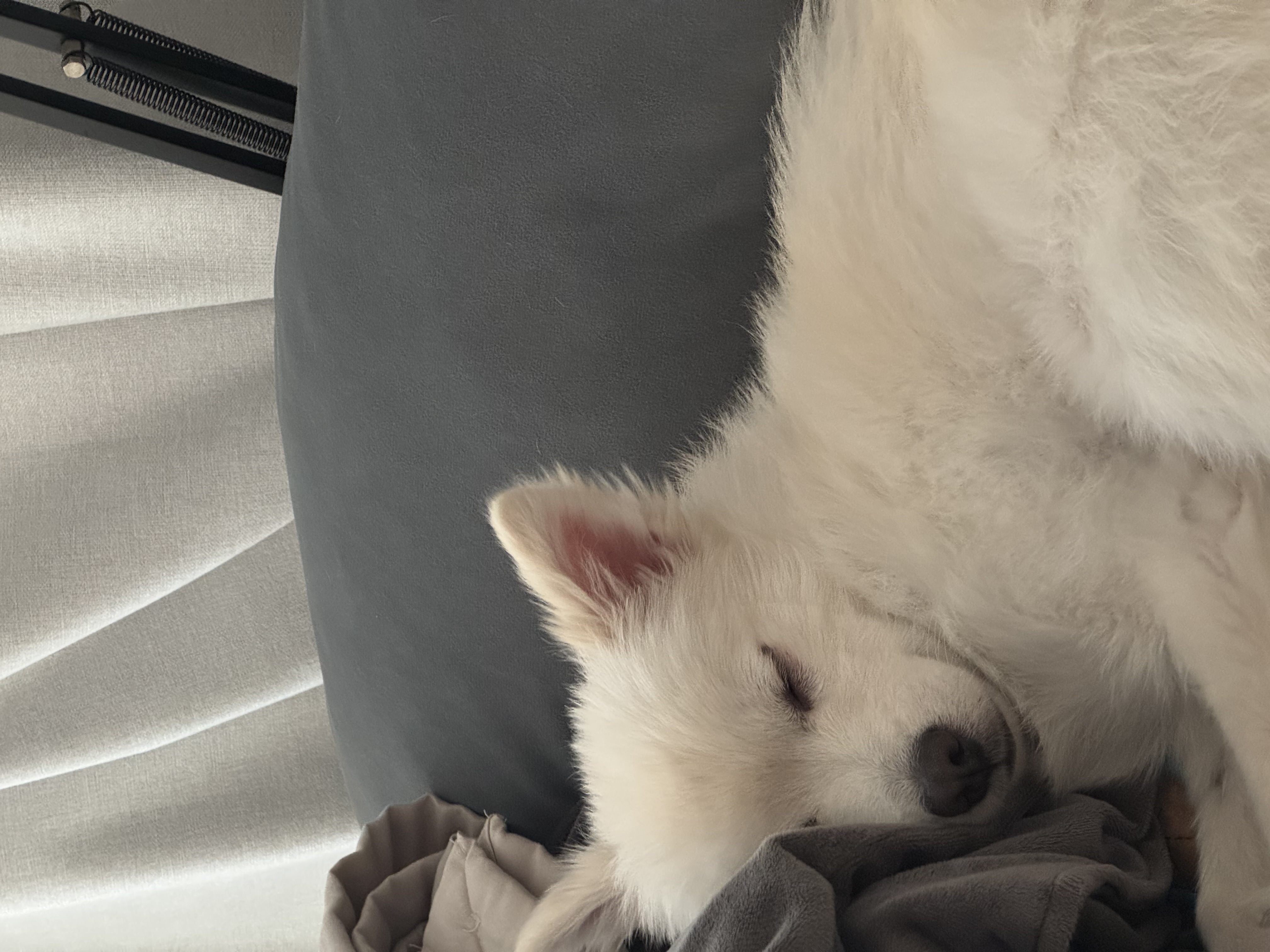 코인이 입양 4개월