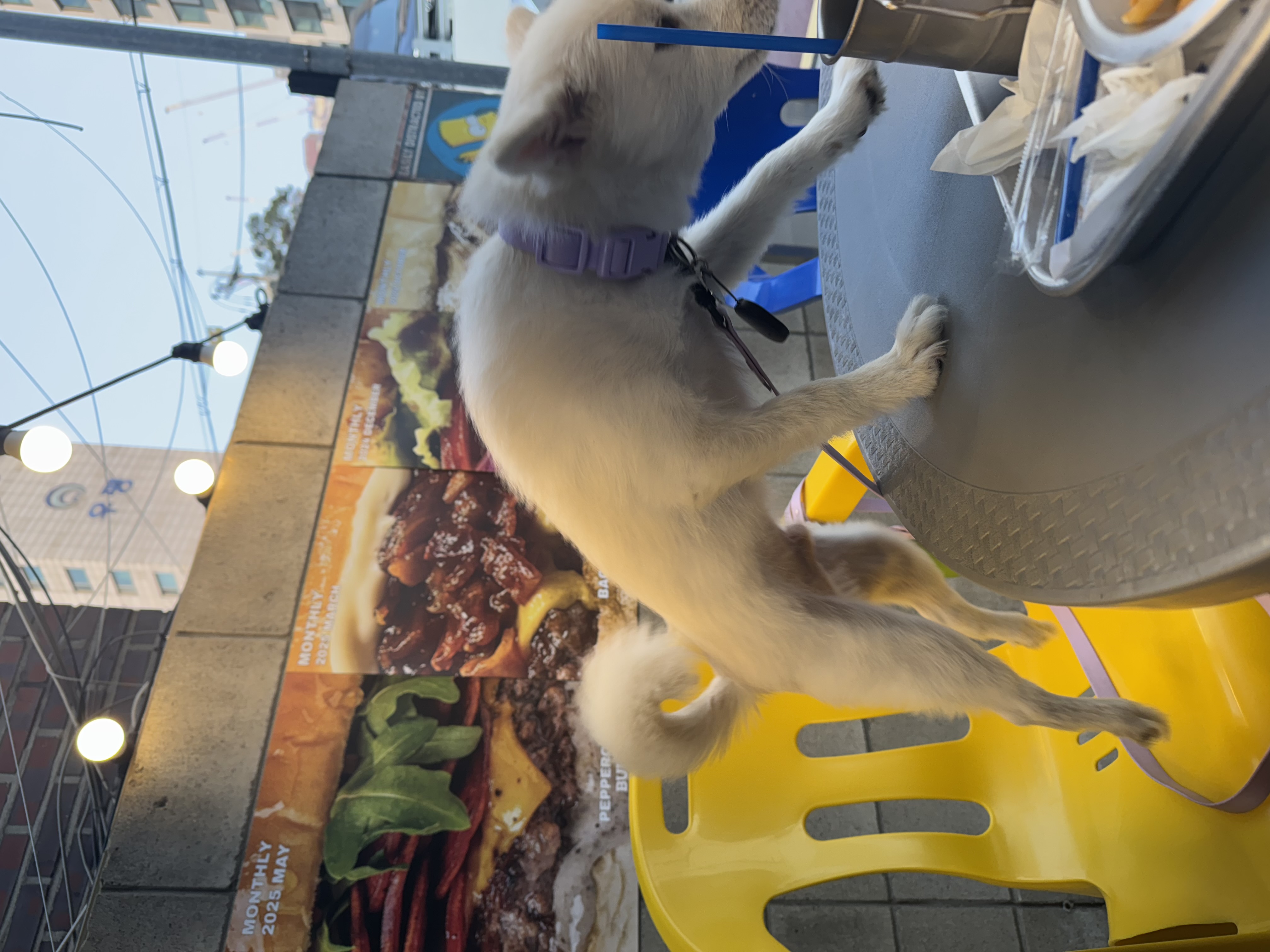 코인이 입양 4개월