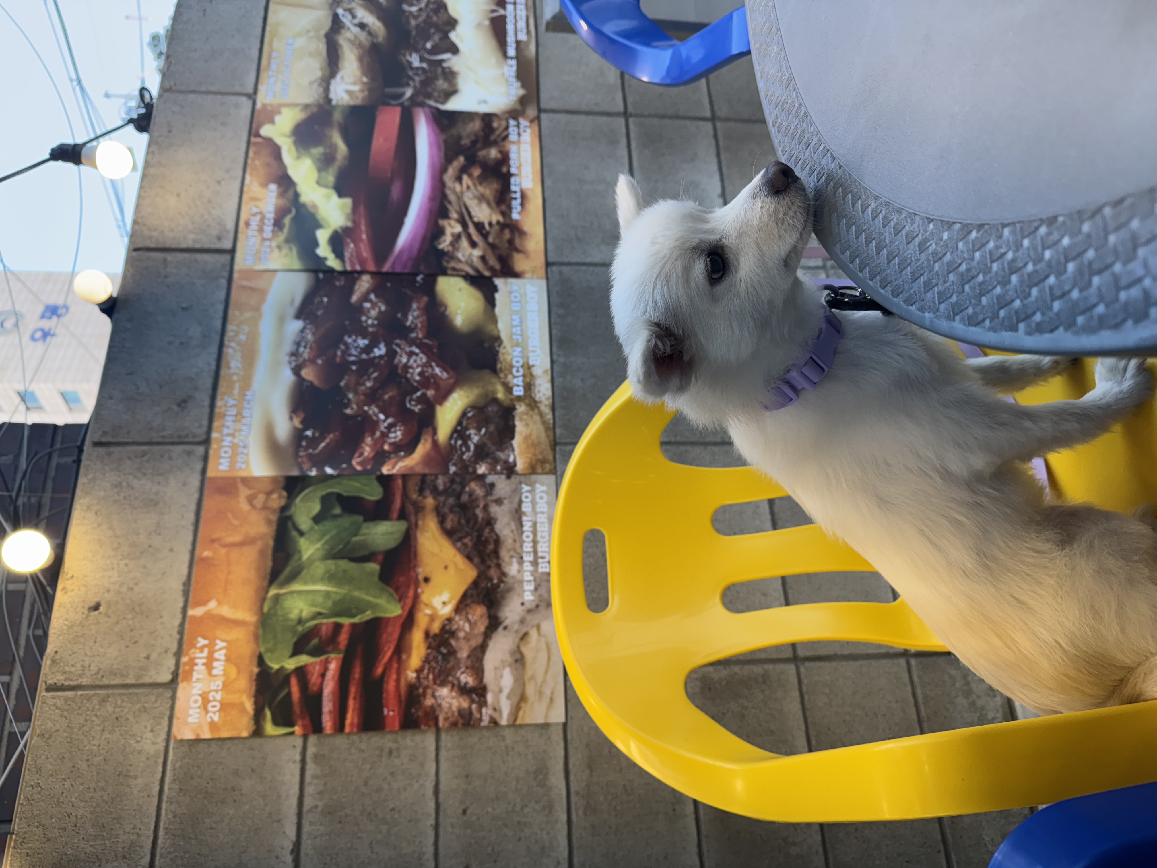 코인이 입양 4개월