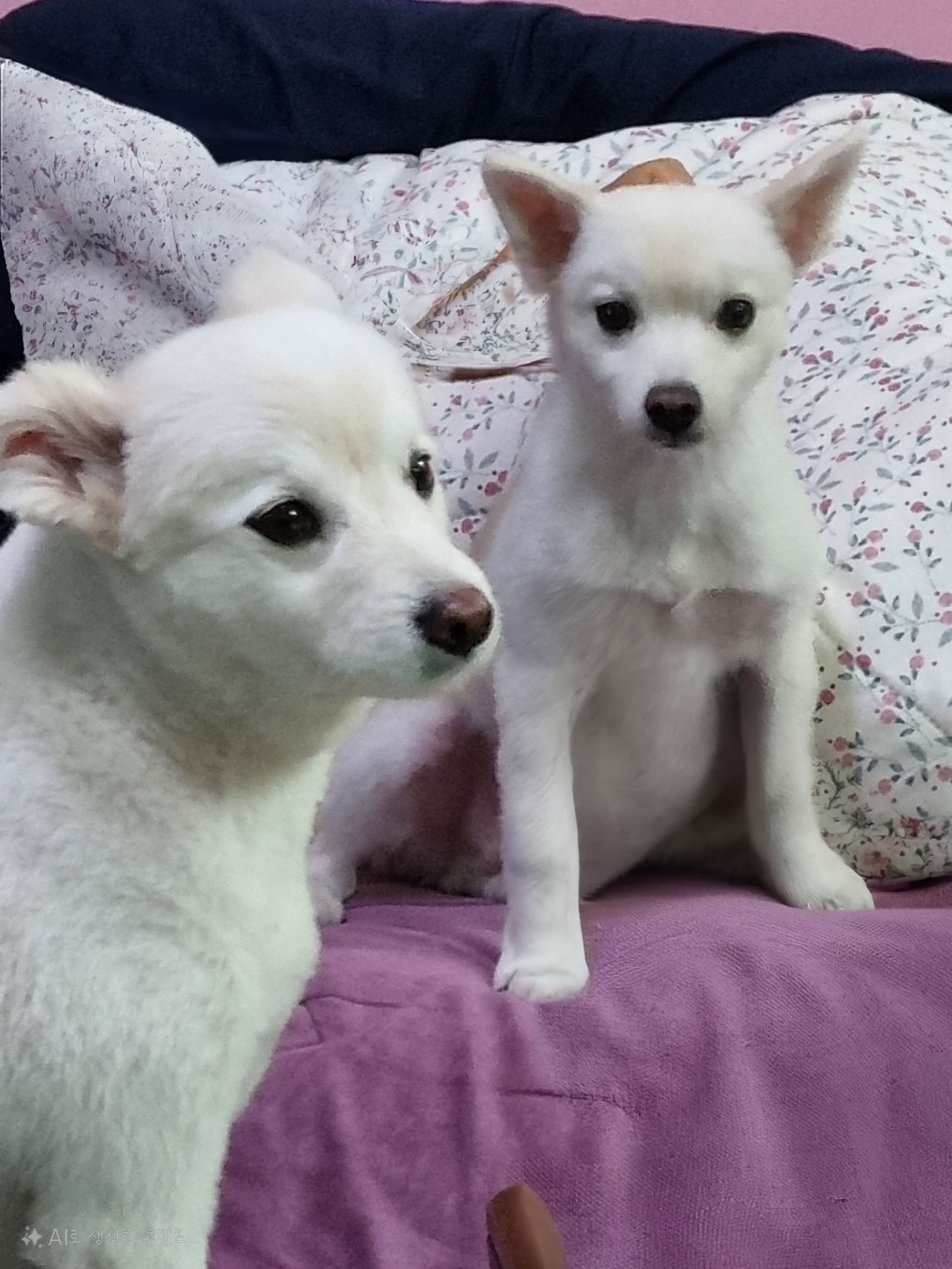 코인이 입양 4개월